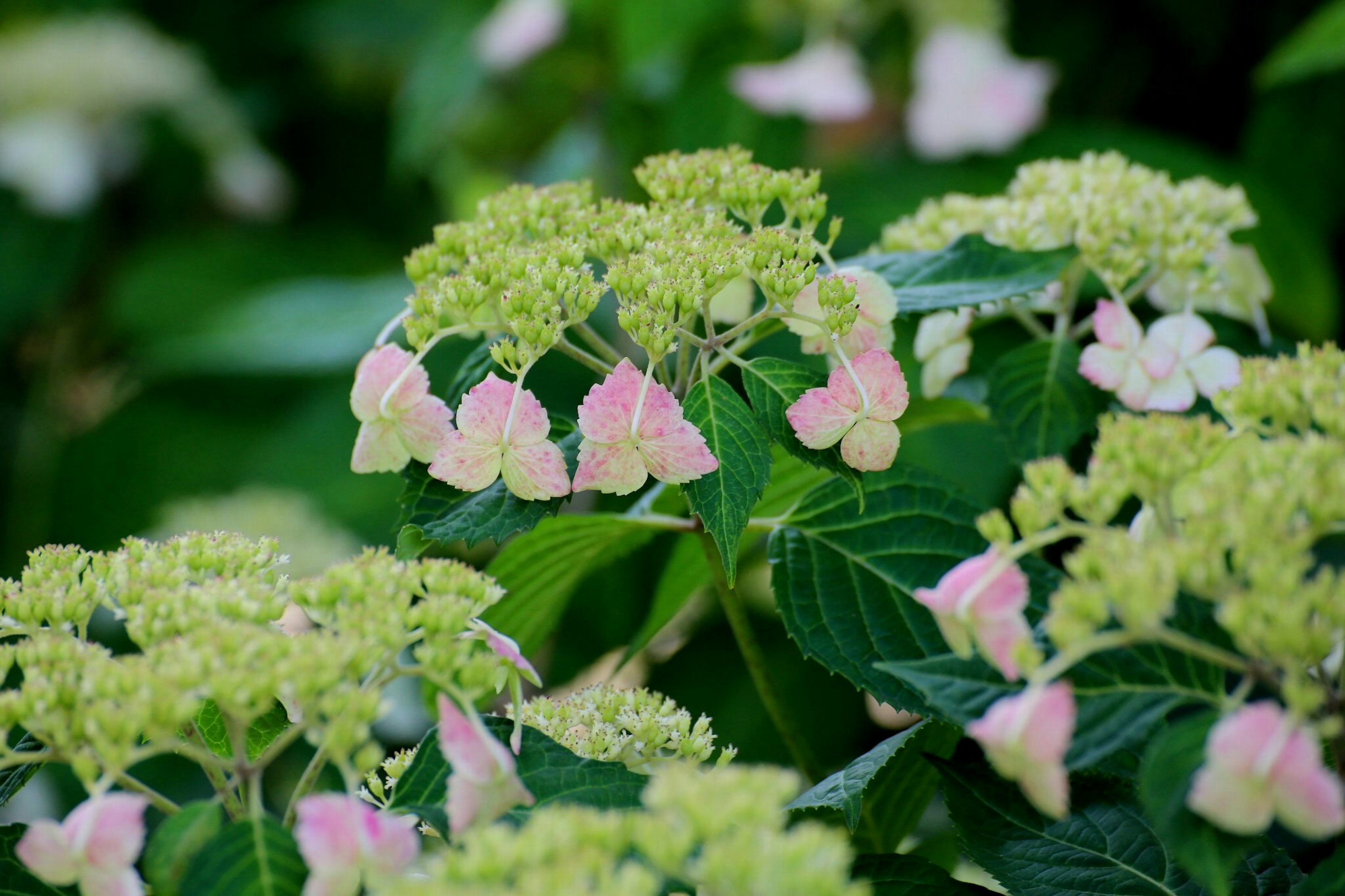 Primer plano de flores de hortensia con pétalos verdes y rosas