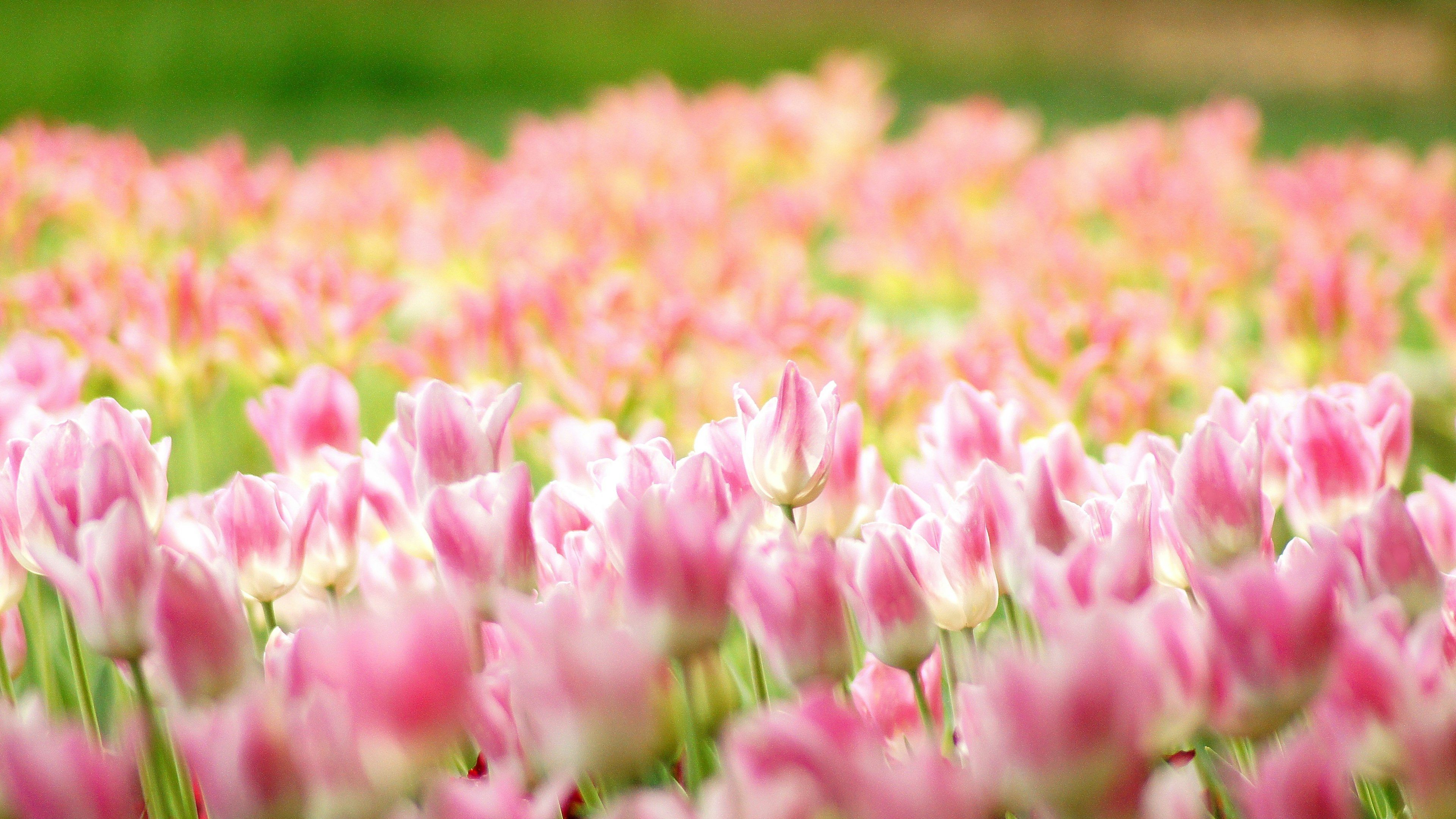 A vibrant field of pink tulips in full bloom