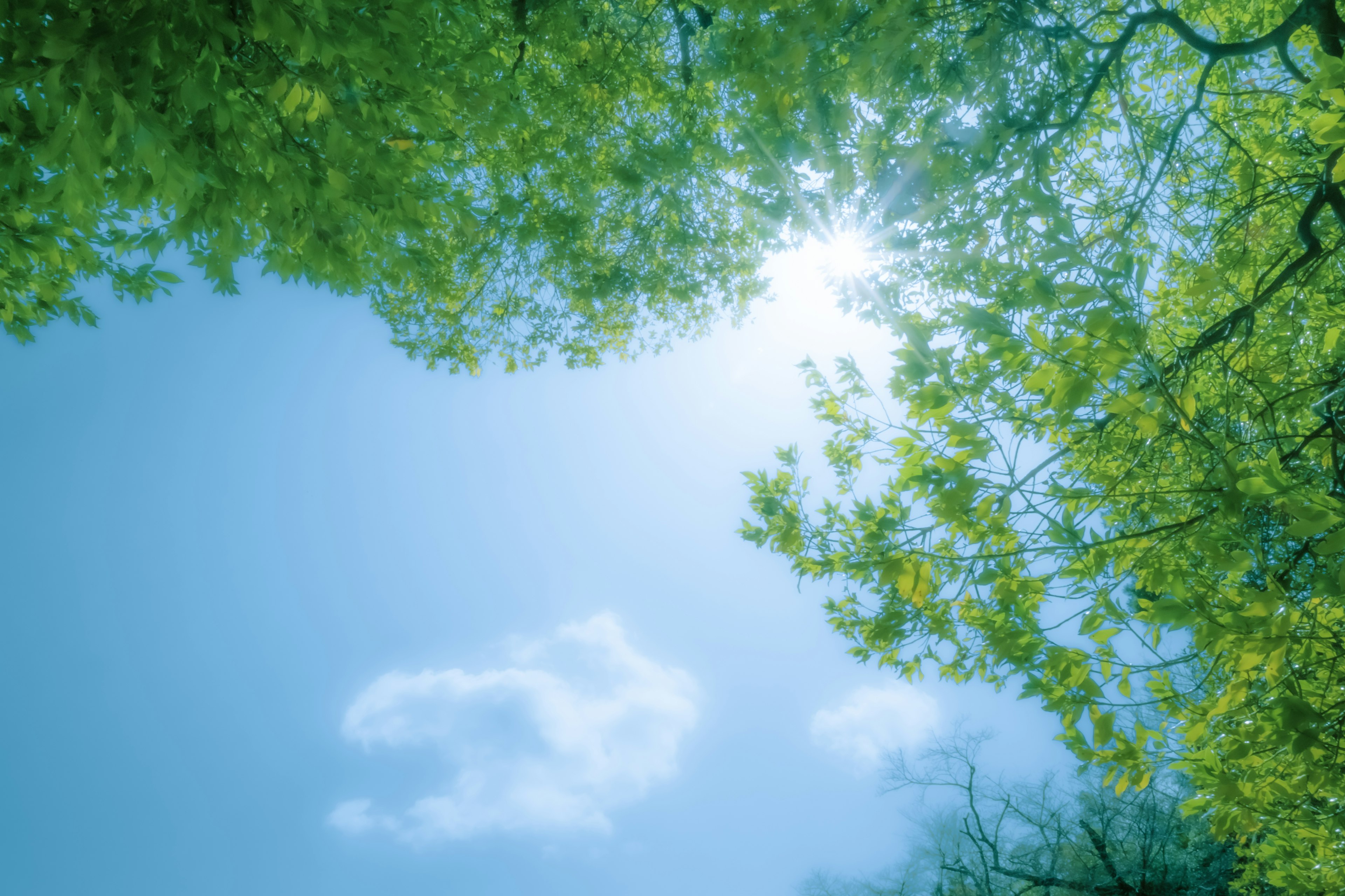 Une vue du ciel bleu et des feuilles vertes lumière du soleil qui brille