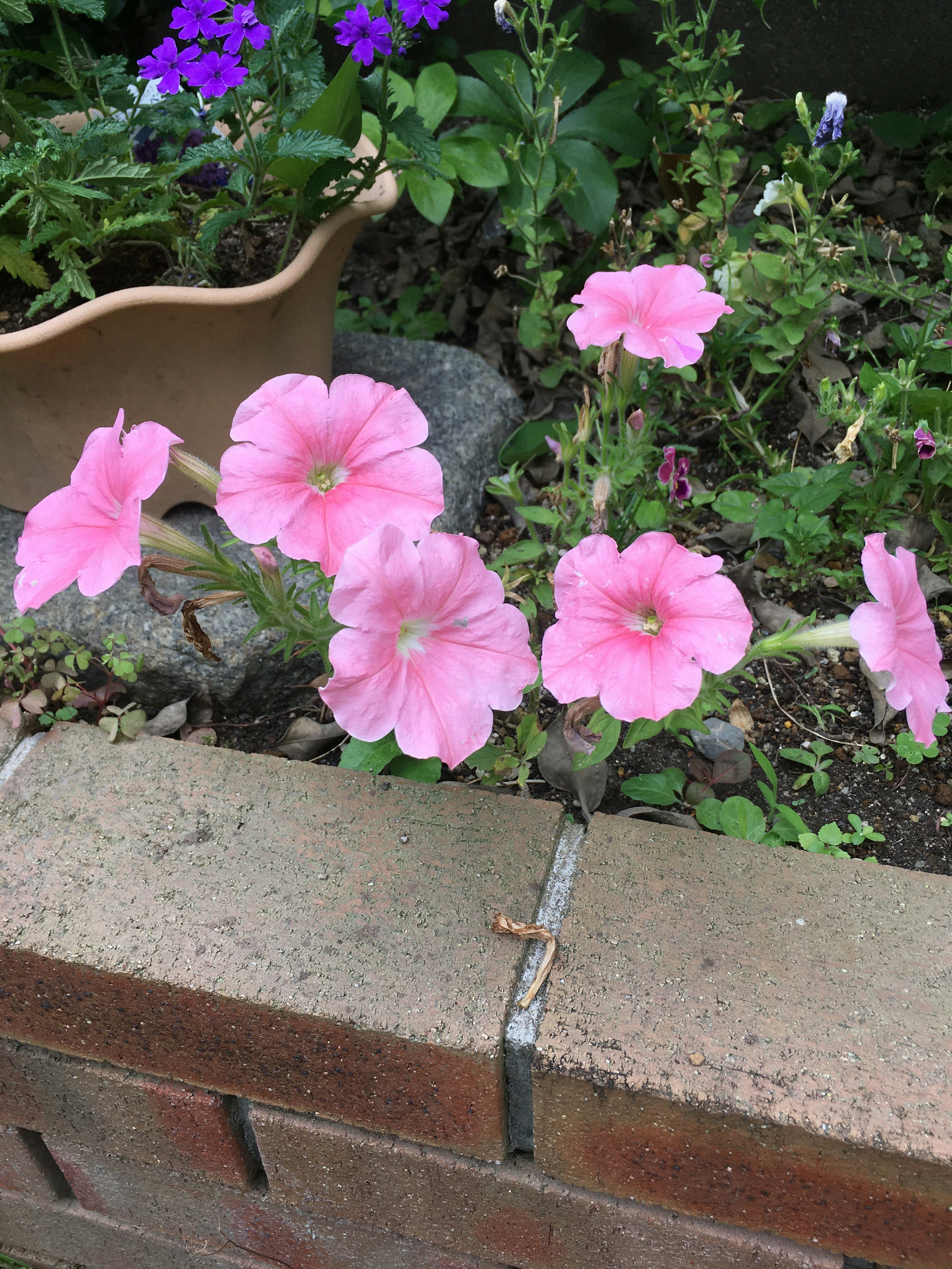 ピンクのペチュニアの花がレンガの壁の前に咲いている