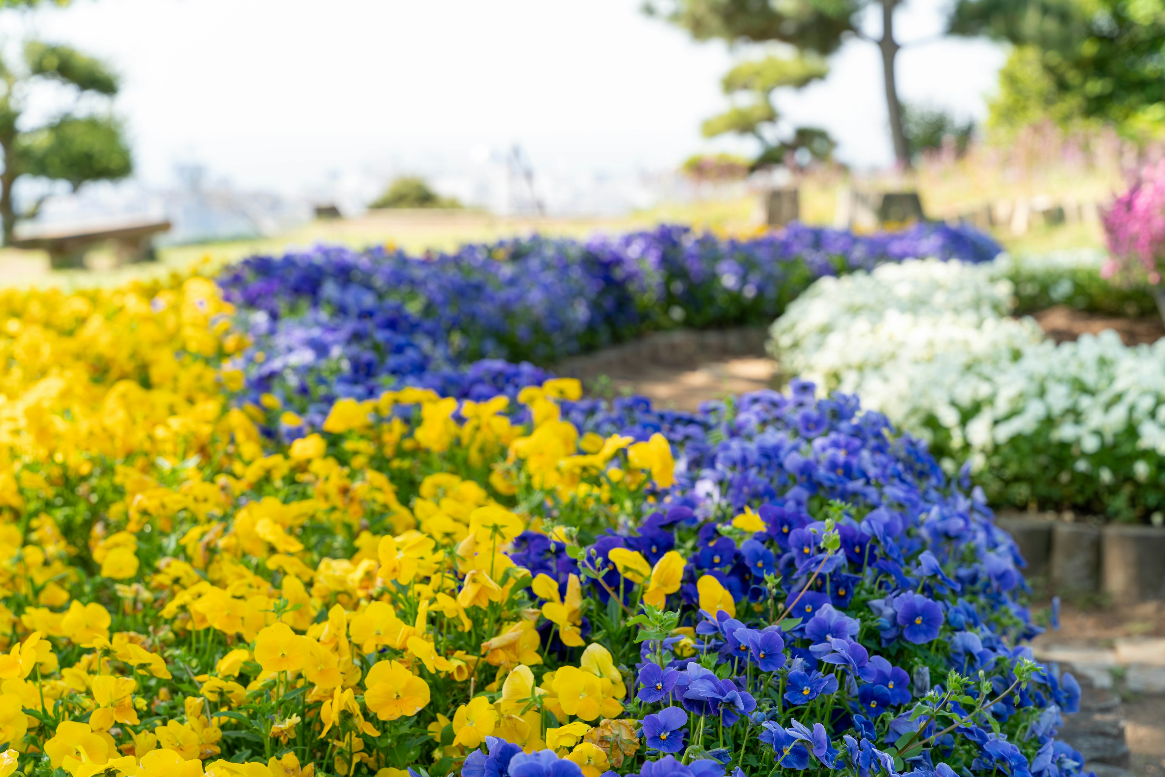 ดอกไม้หลากสีในสวน ดอกแพนซีสีเหลืองและสีม่วงบานสะพรั่งมีต้นไม้สีเขียวอยู่เบื้องหลัง