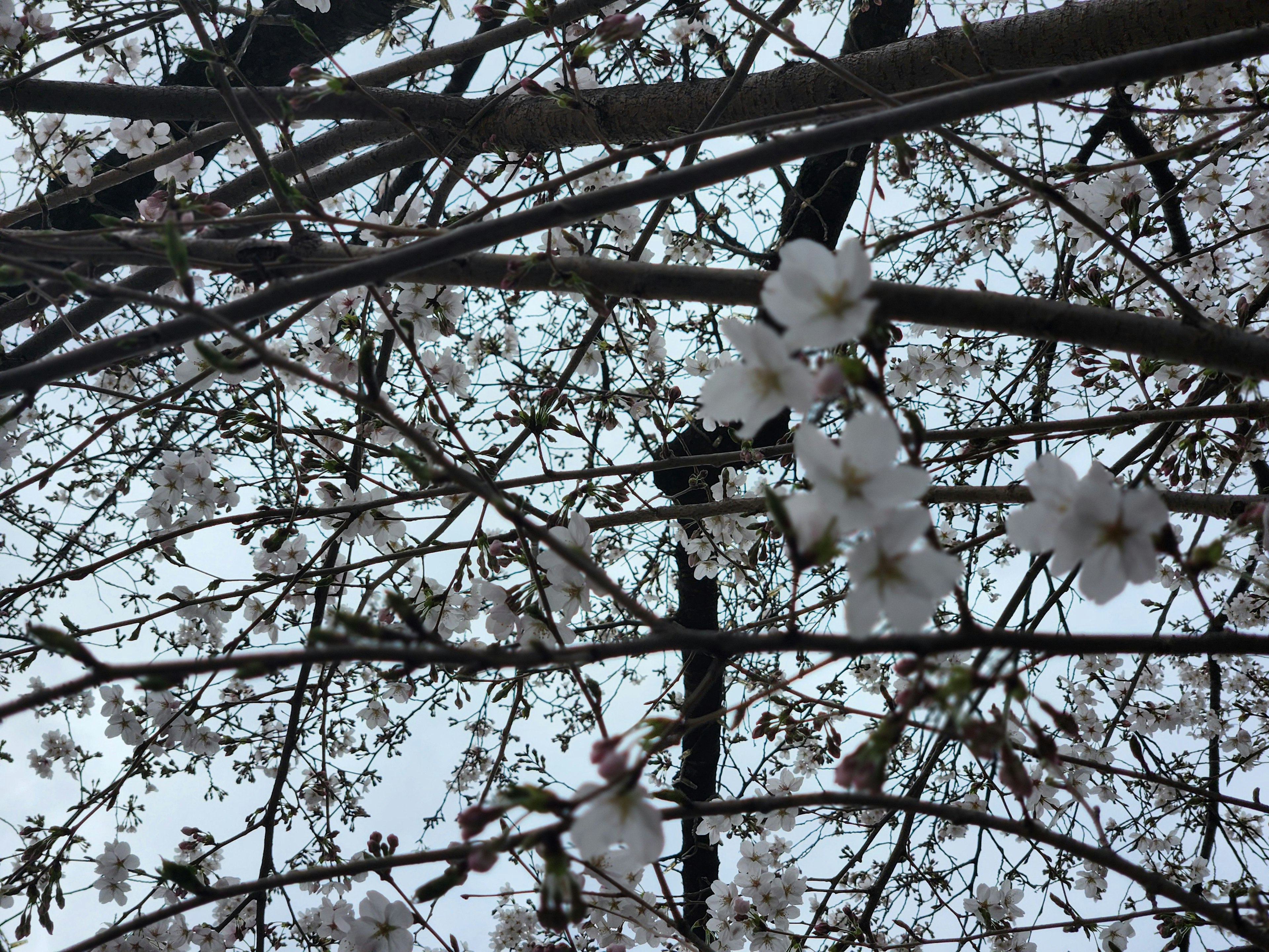 Photo of cherry blossom branches with white flowers