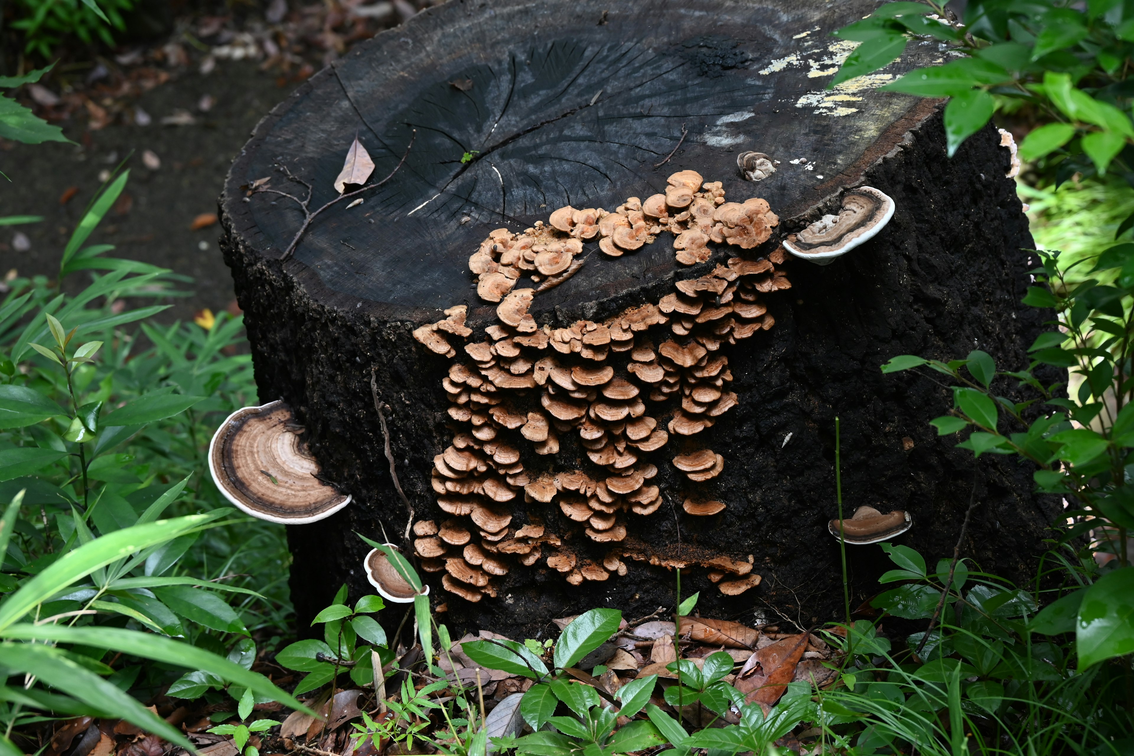 Pilze, die auf einem Baumstumpf wachsen, umgeben von üppigem Grün