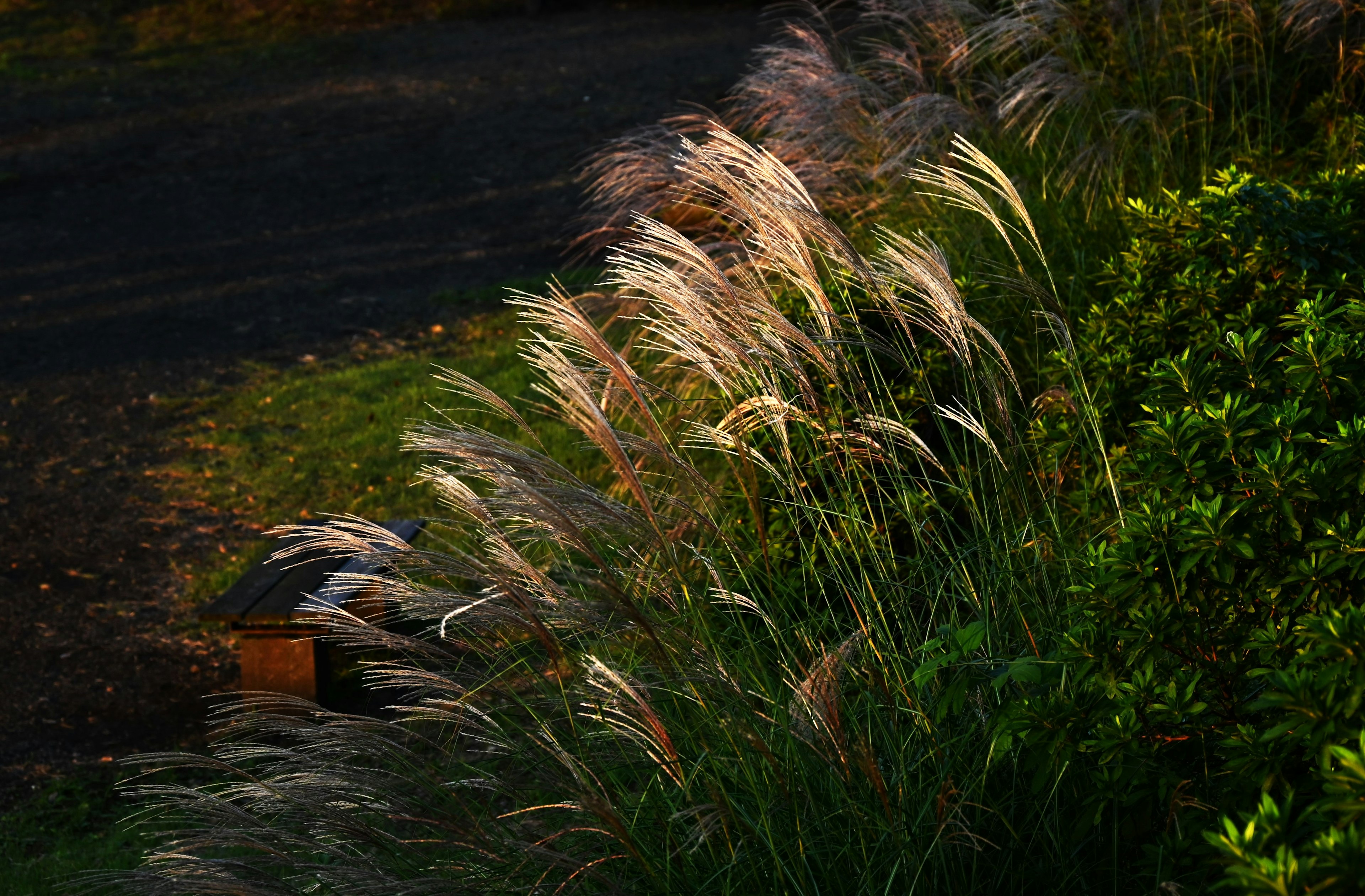 Plumes d'herbe douce se balançant dans le vent