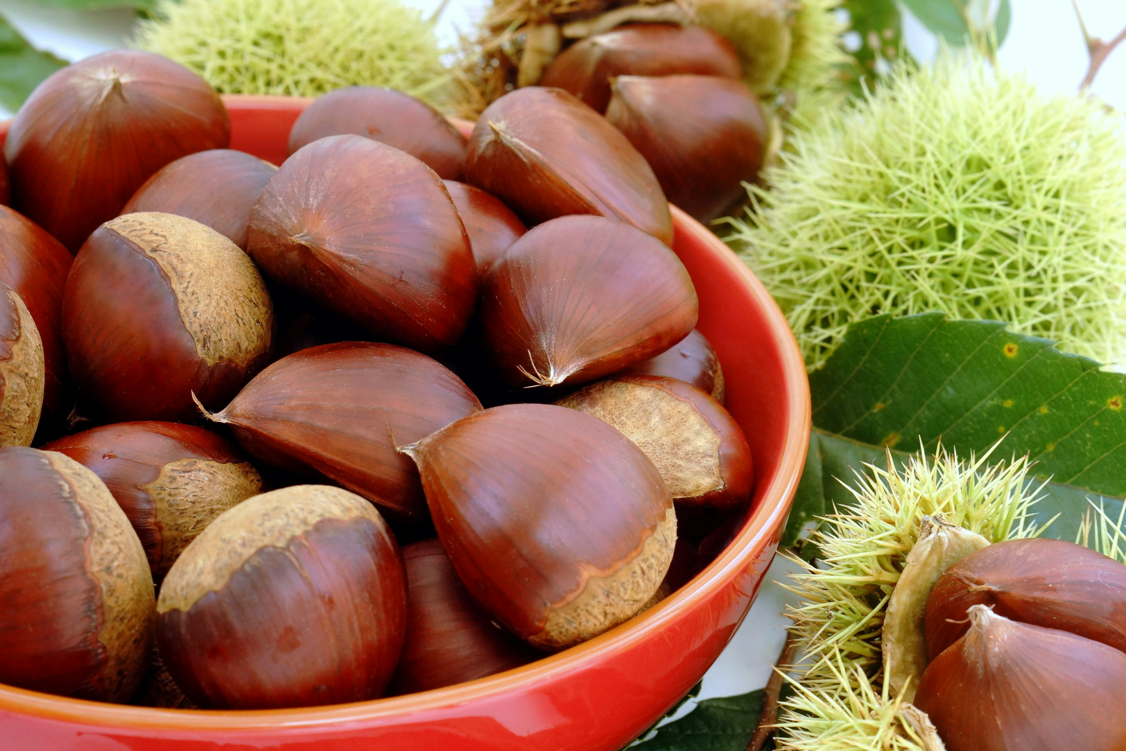 Chestnuts in a red bowl surrounded by spiky chestnut husks