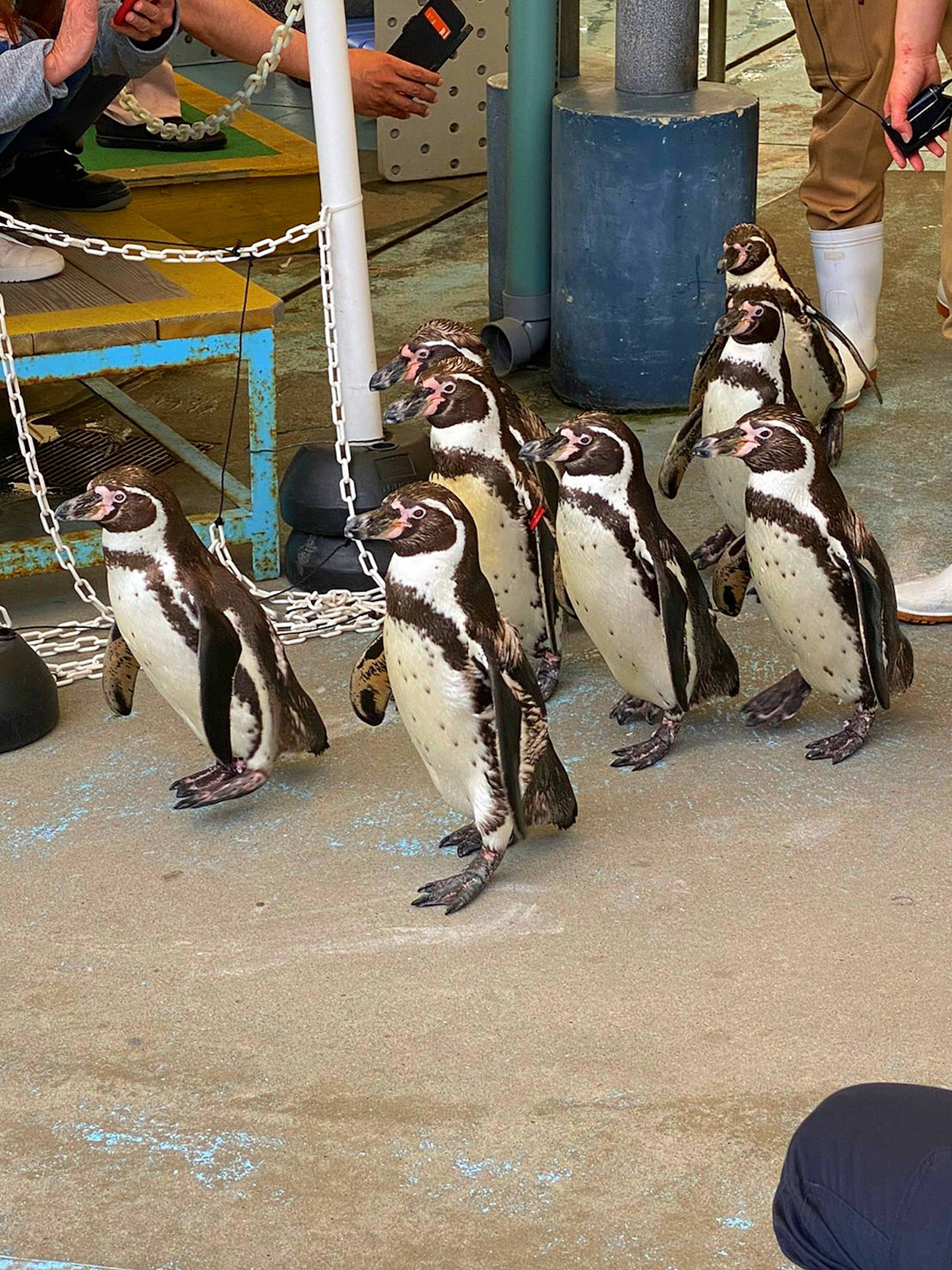 Un gruppo di pinguini che cammina verso l'area espositiva dell'acquario