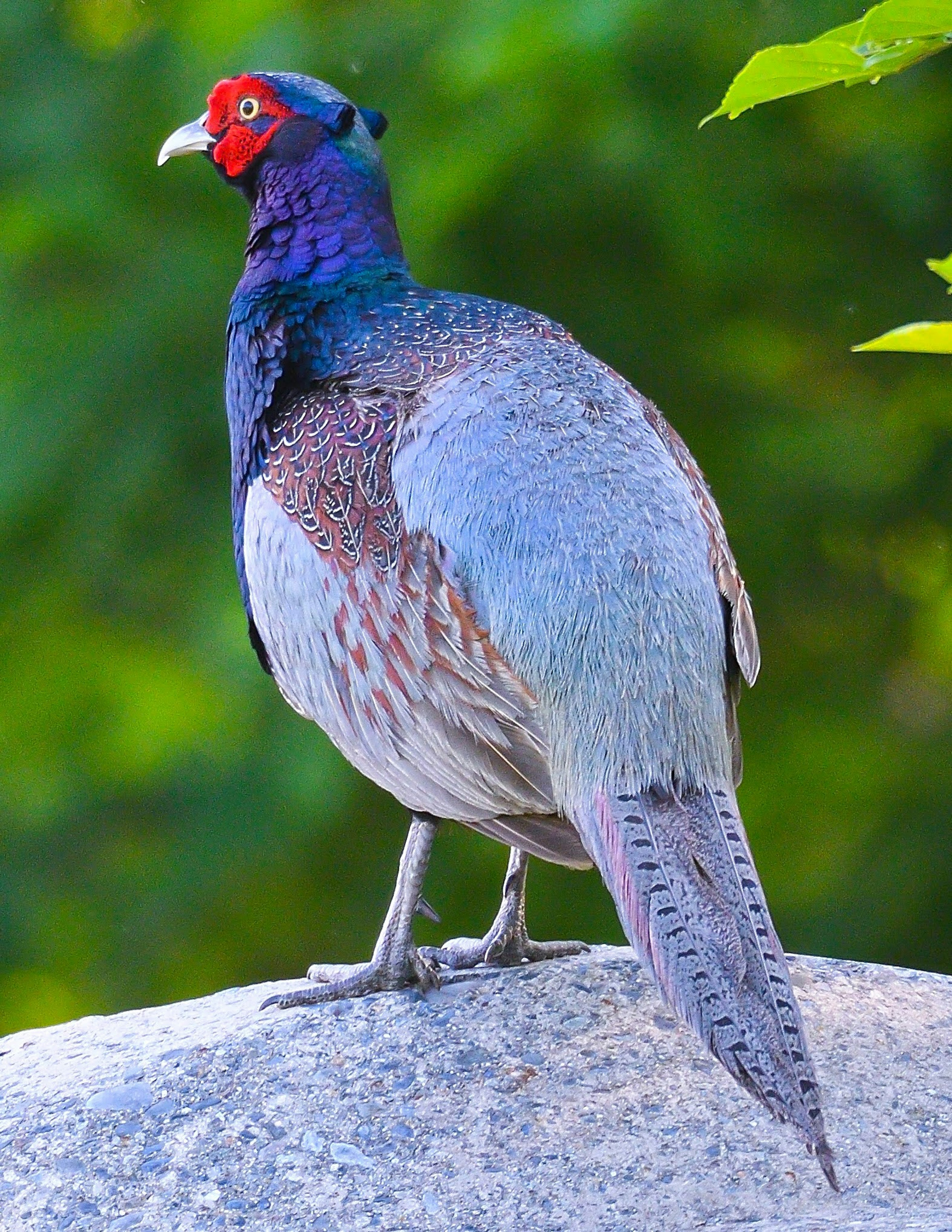 A wild pheasant with beautiful blue and red feathers standing on a rock