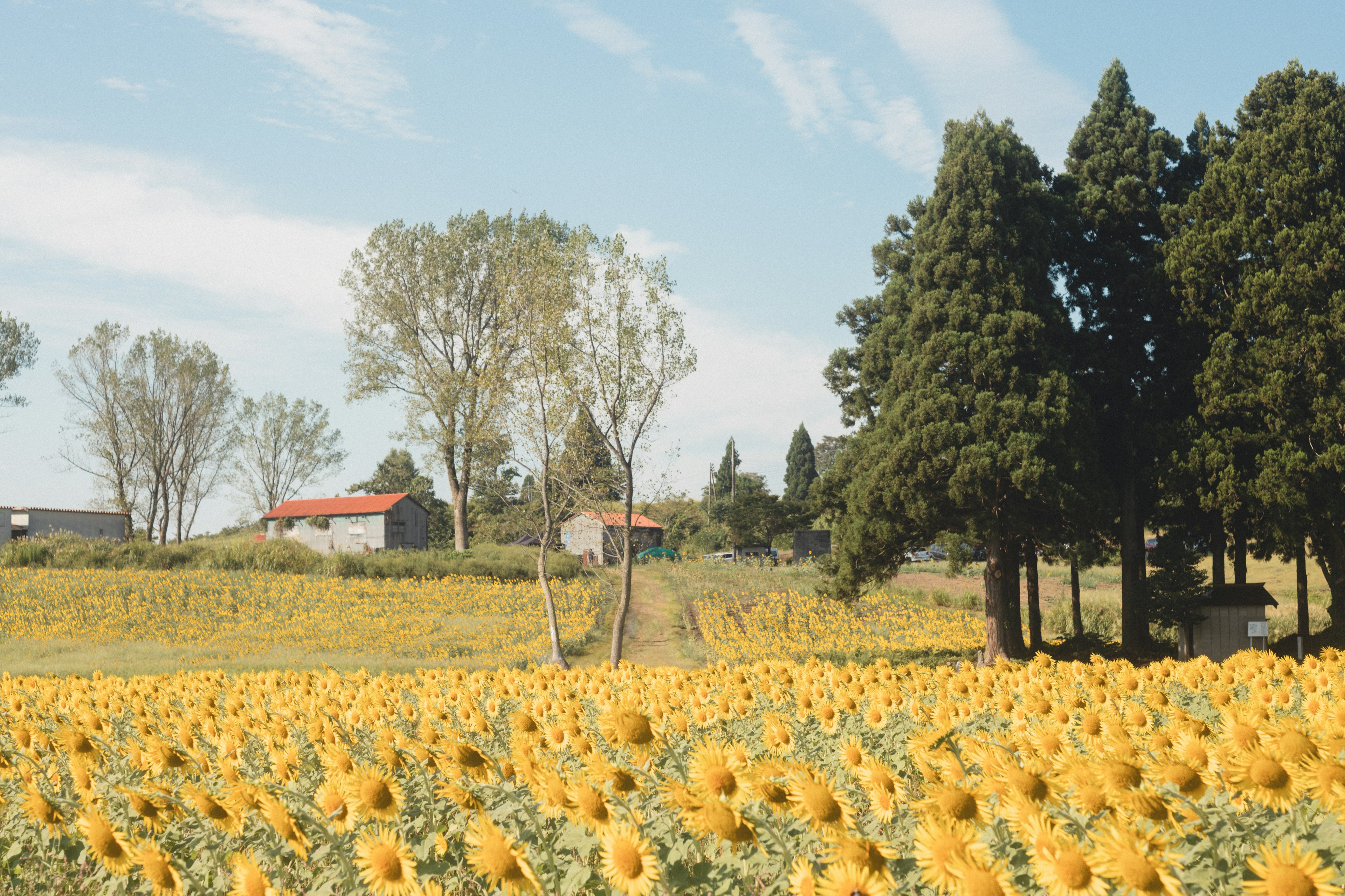 Field of sunflowers under a blue sky with trees and houses in the background