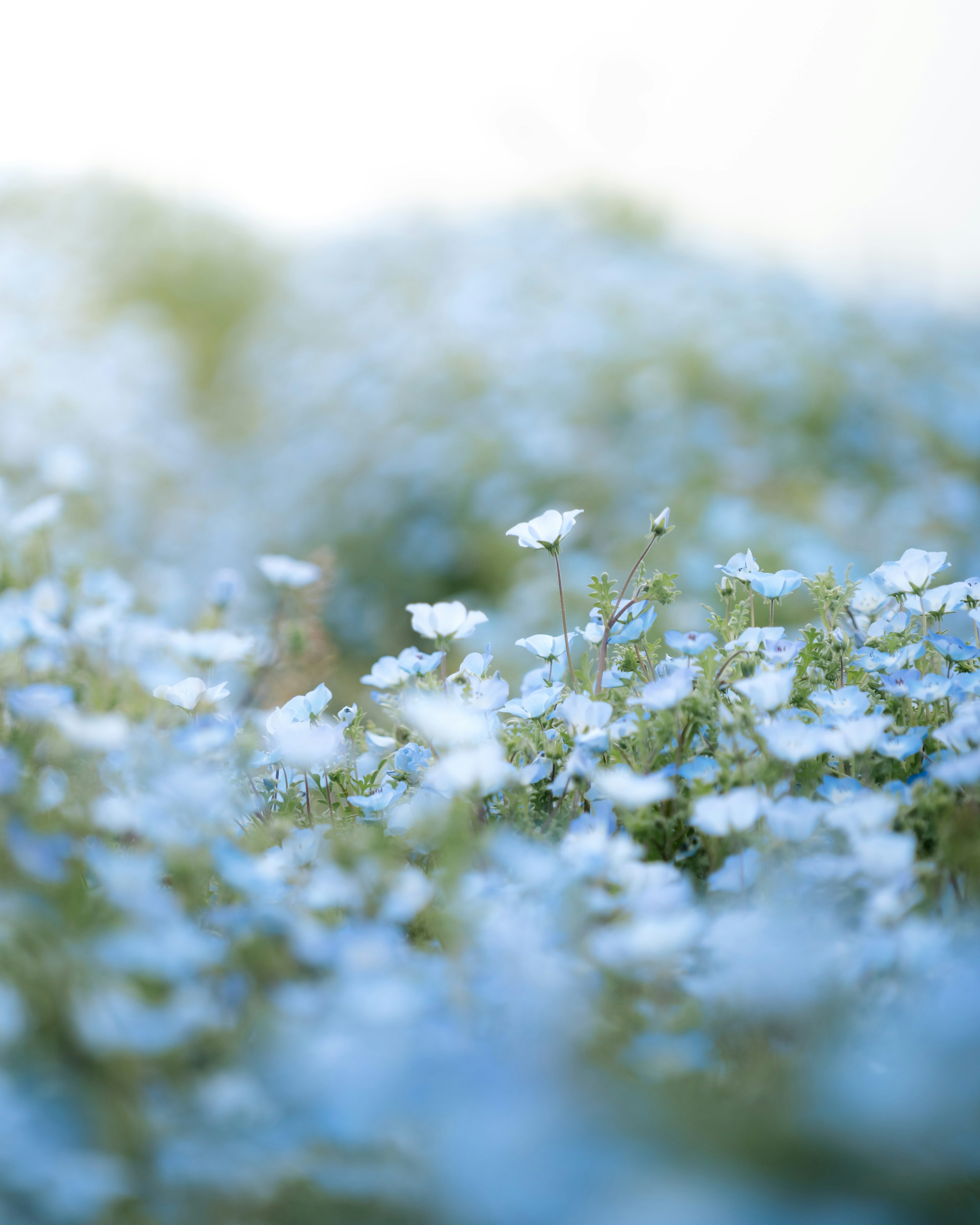 Fond doux d'un champ rempli de fleurs bleues