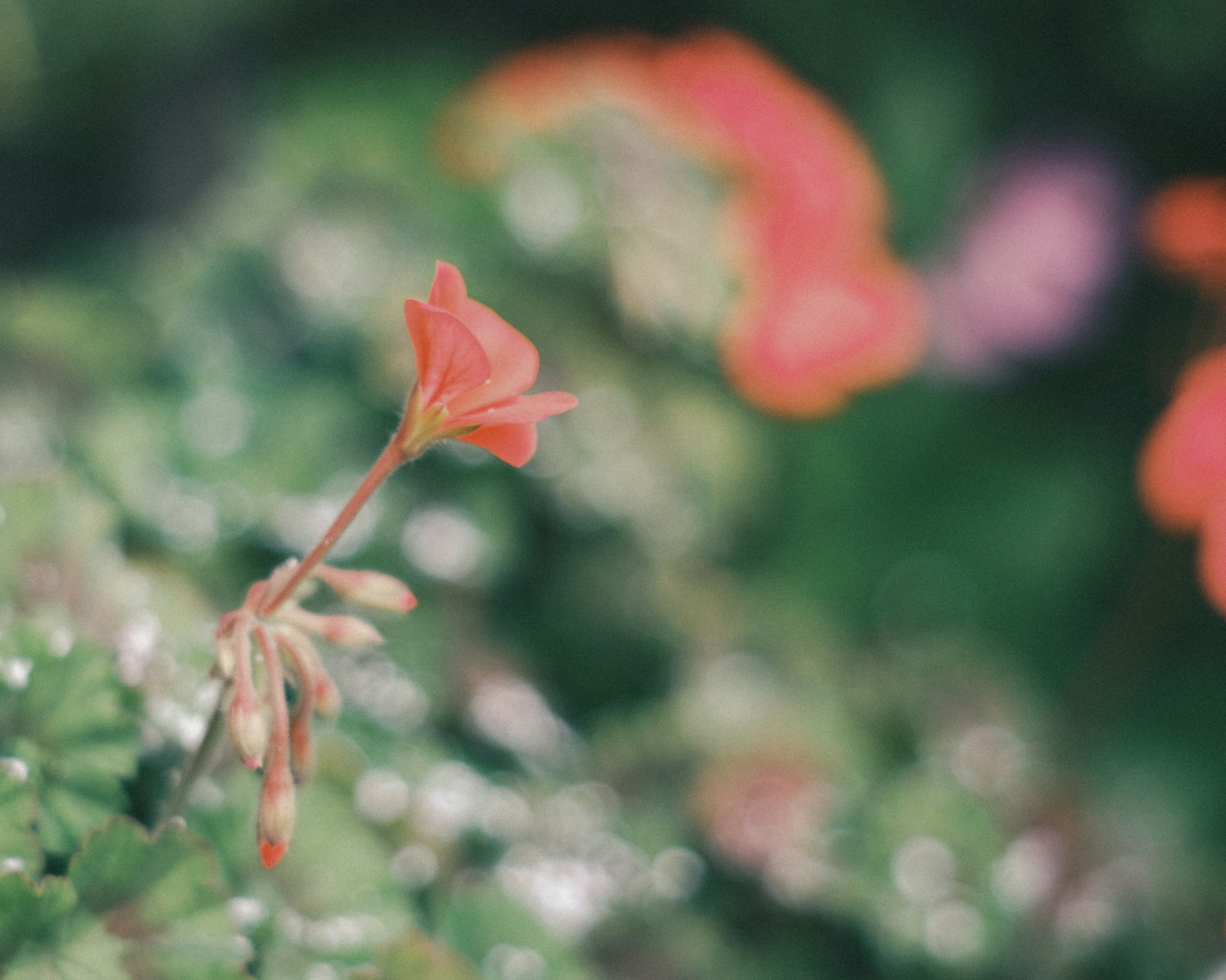 鮮豔的紅花在綠色背景中突出