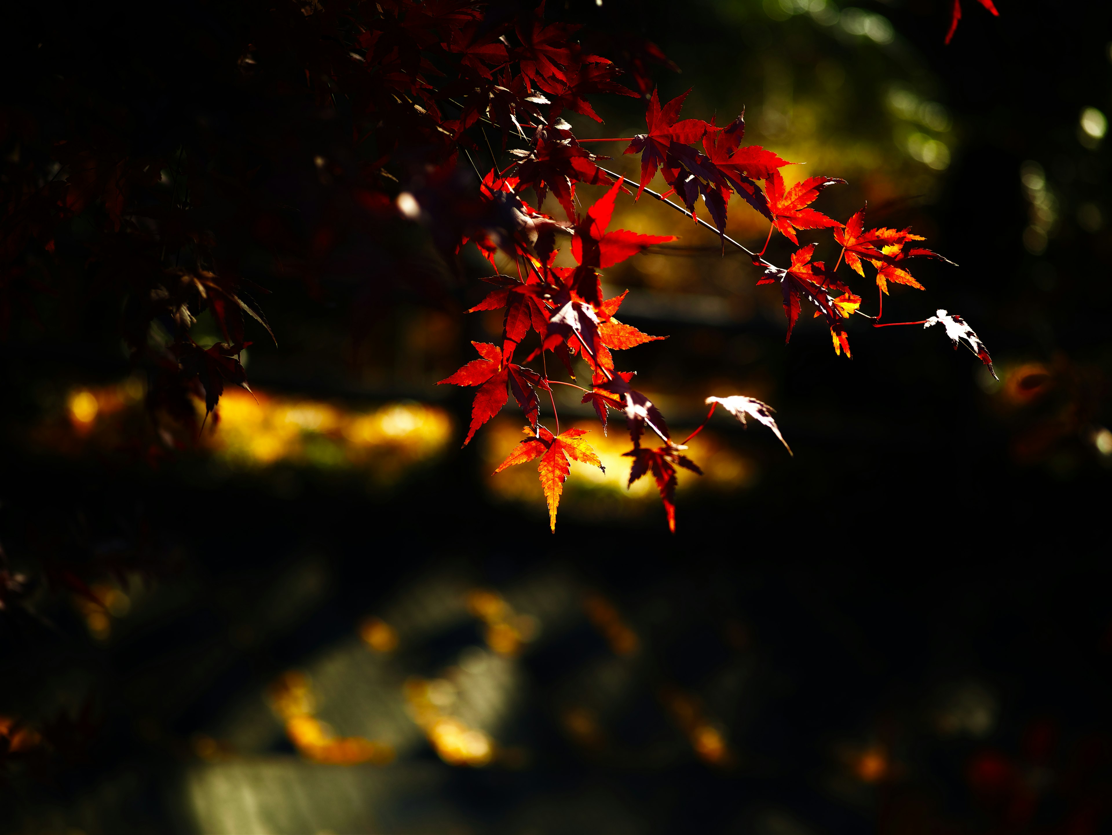 Hojas rojas vibrantes contra un fondo oscuro creando una hermosa escena de otoño