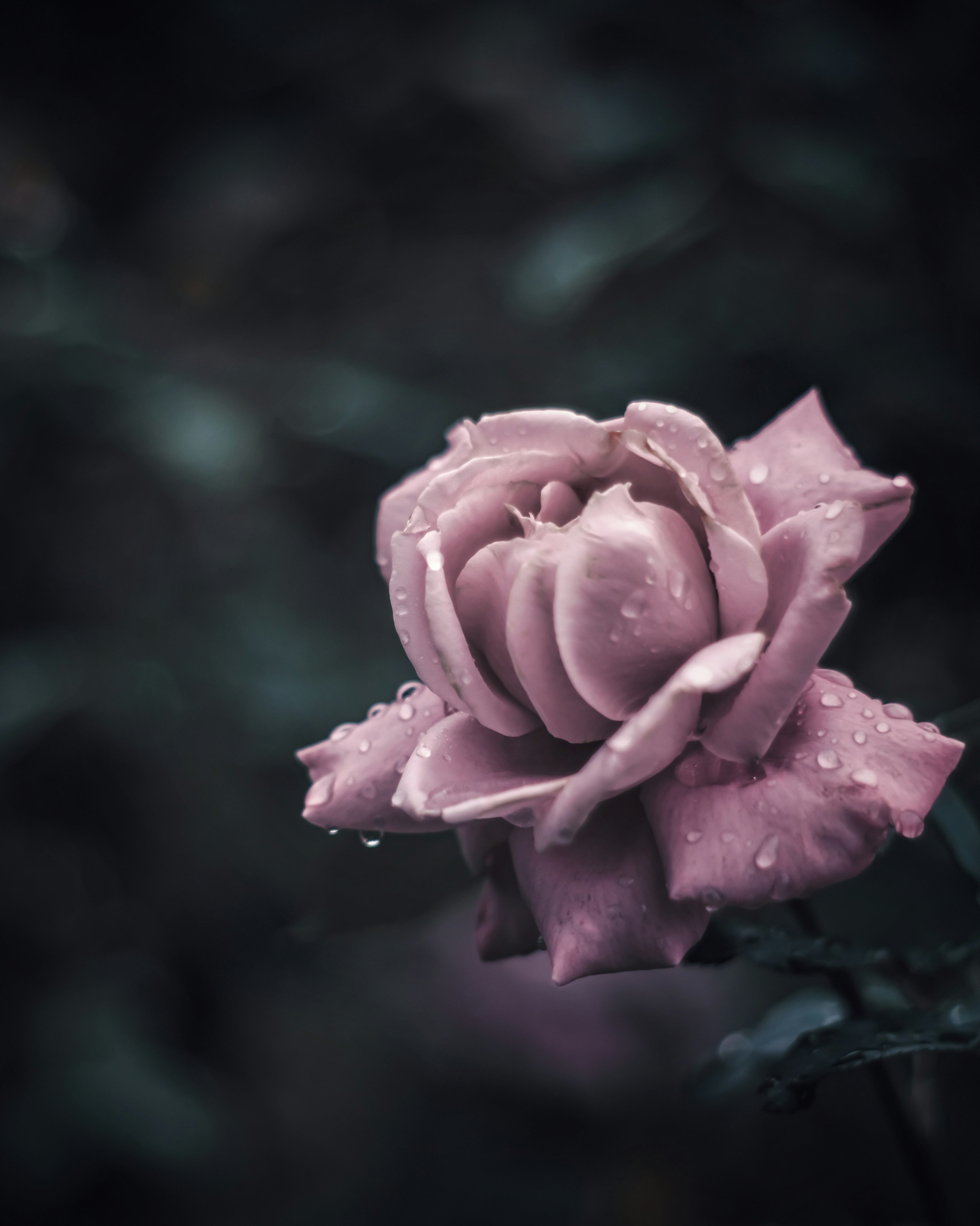 A pale purple rose with water droplets against a dark background