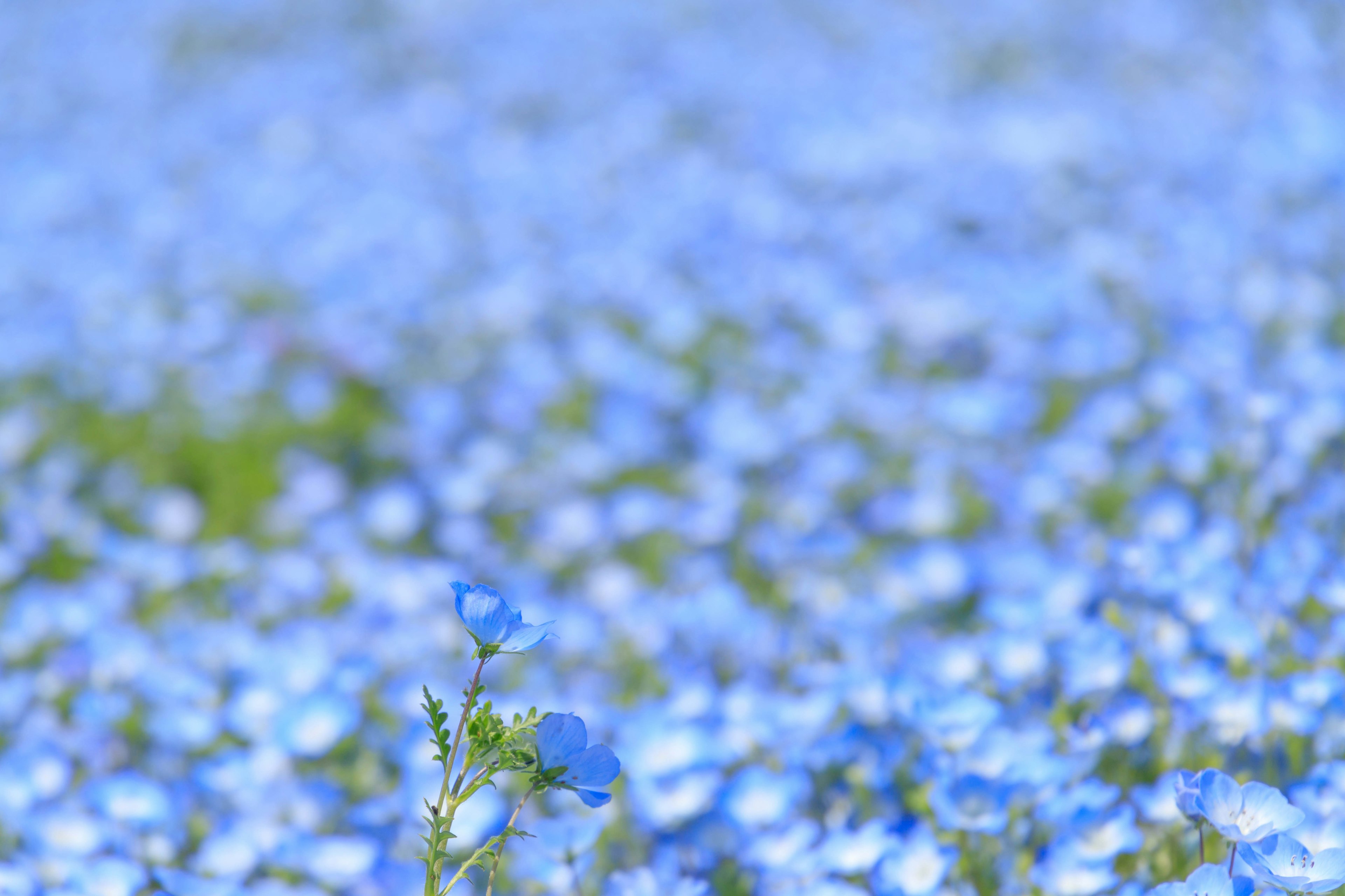 Un campo di fiori blu in fiore