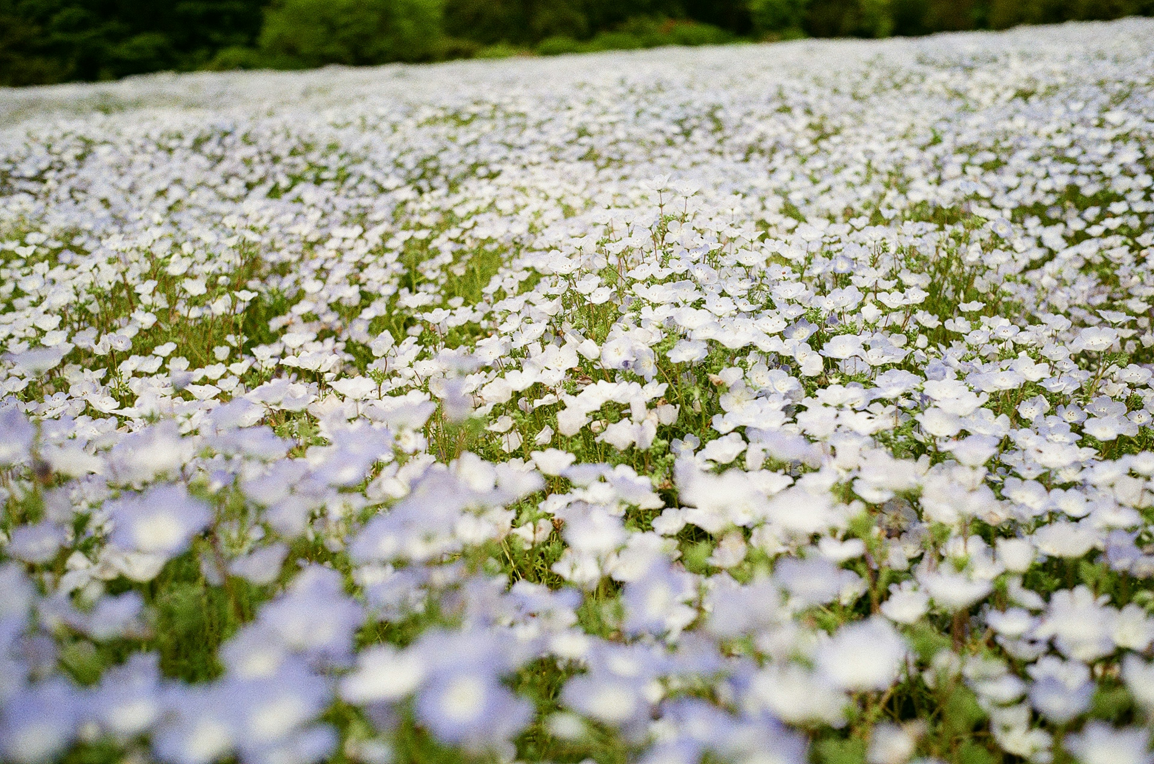 ภูมิทัศน์ที่สวยงามเต็มไปด้วยดอกไม้สีขาวและสีน้ำเงิน