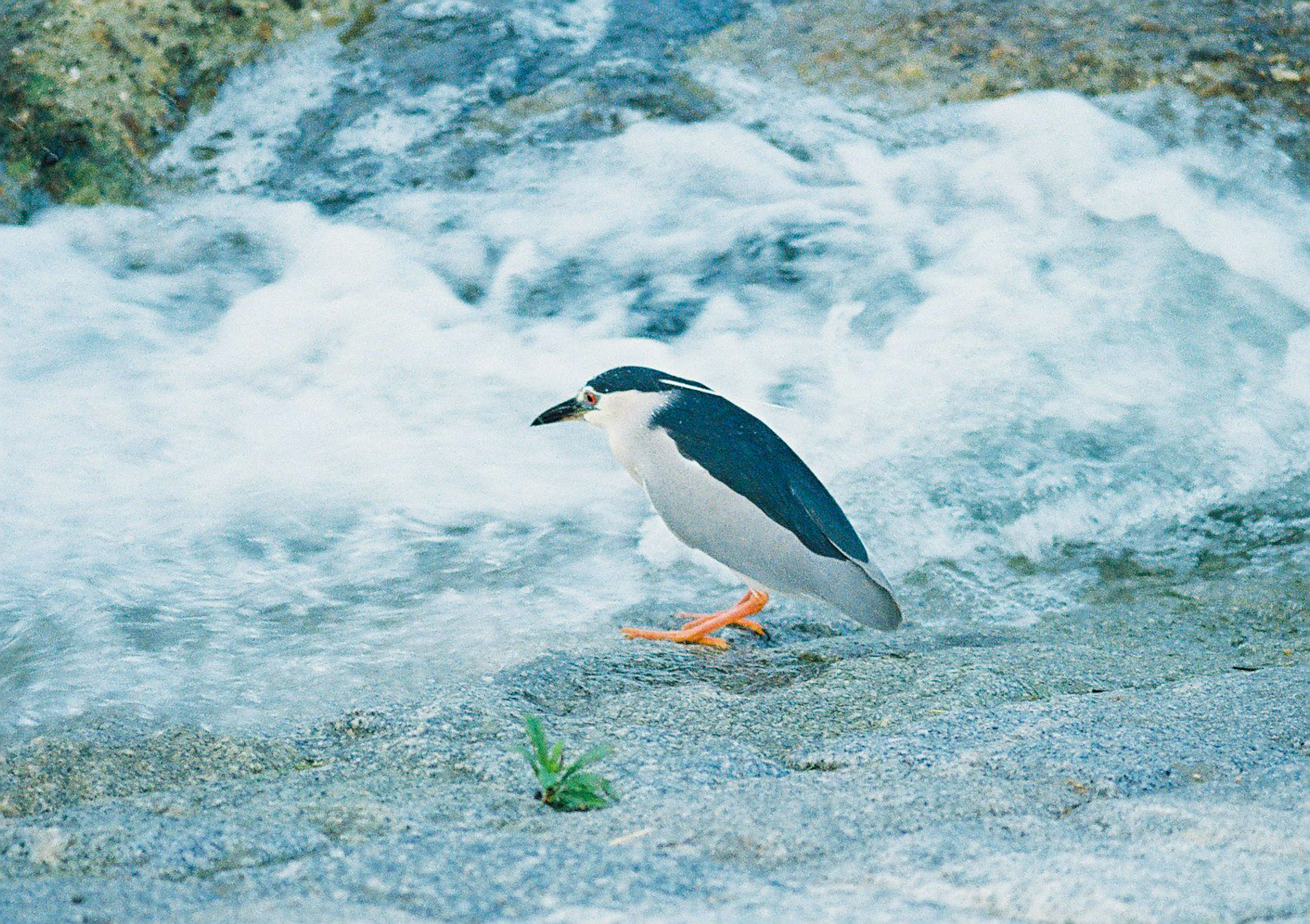 水辺に立つカモメのような鳥が波の中で静かに佇んでいる