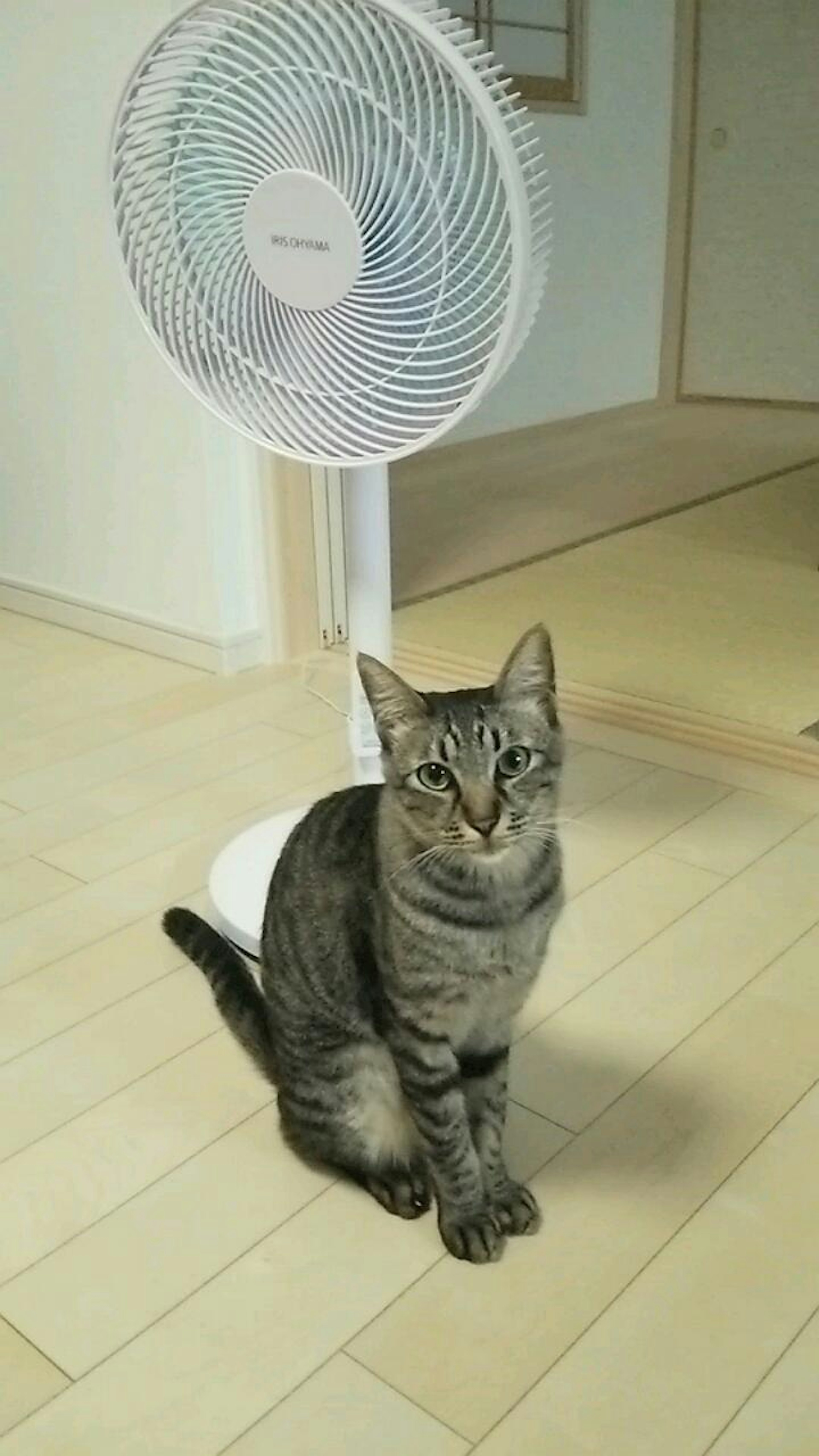 A cat sitting in front of a fan in a room