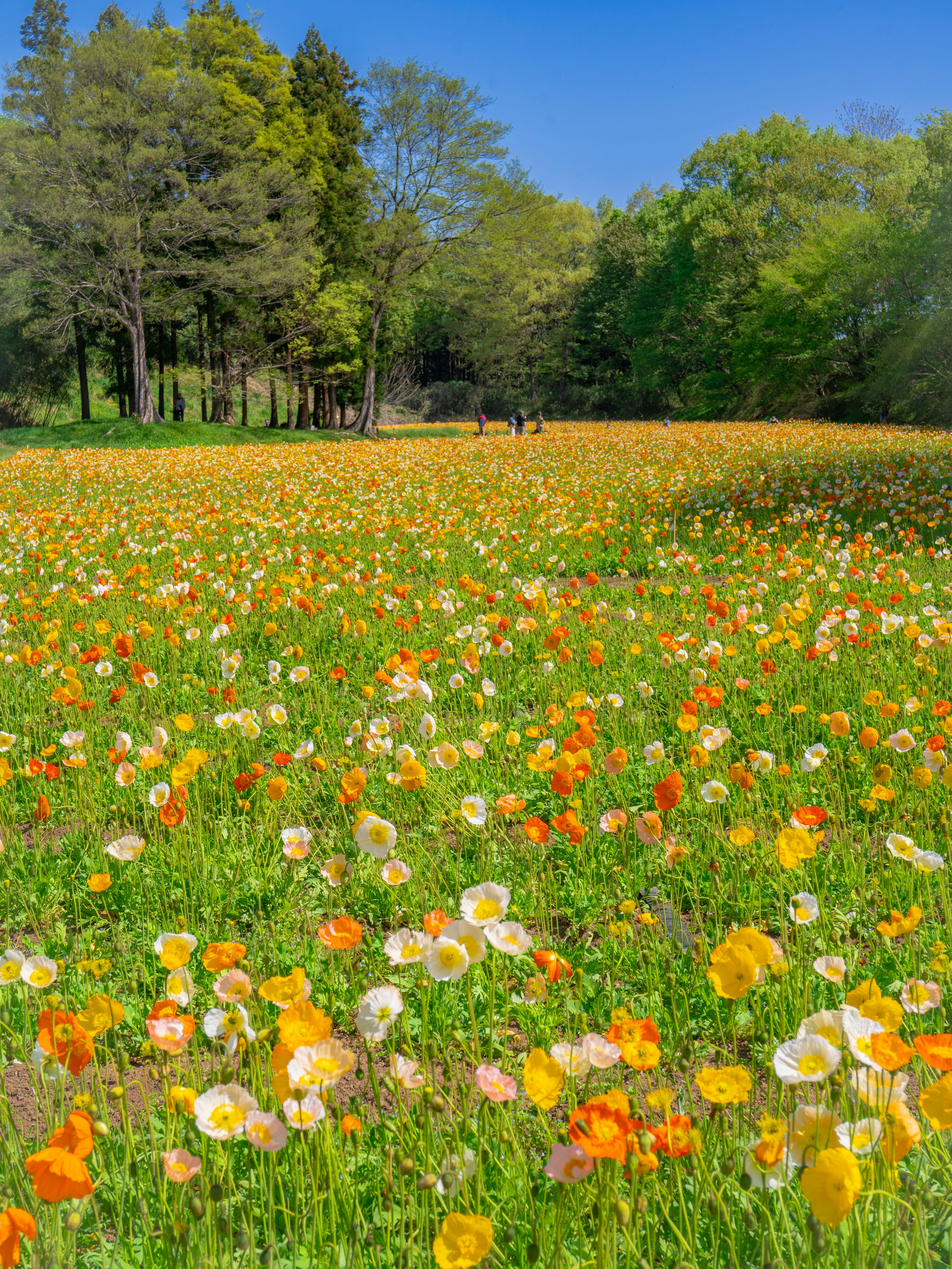 Lebendiges Blumenfeld mit einer Vielzahl von orangefarbenen und gelben Blüten