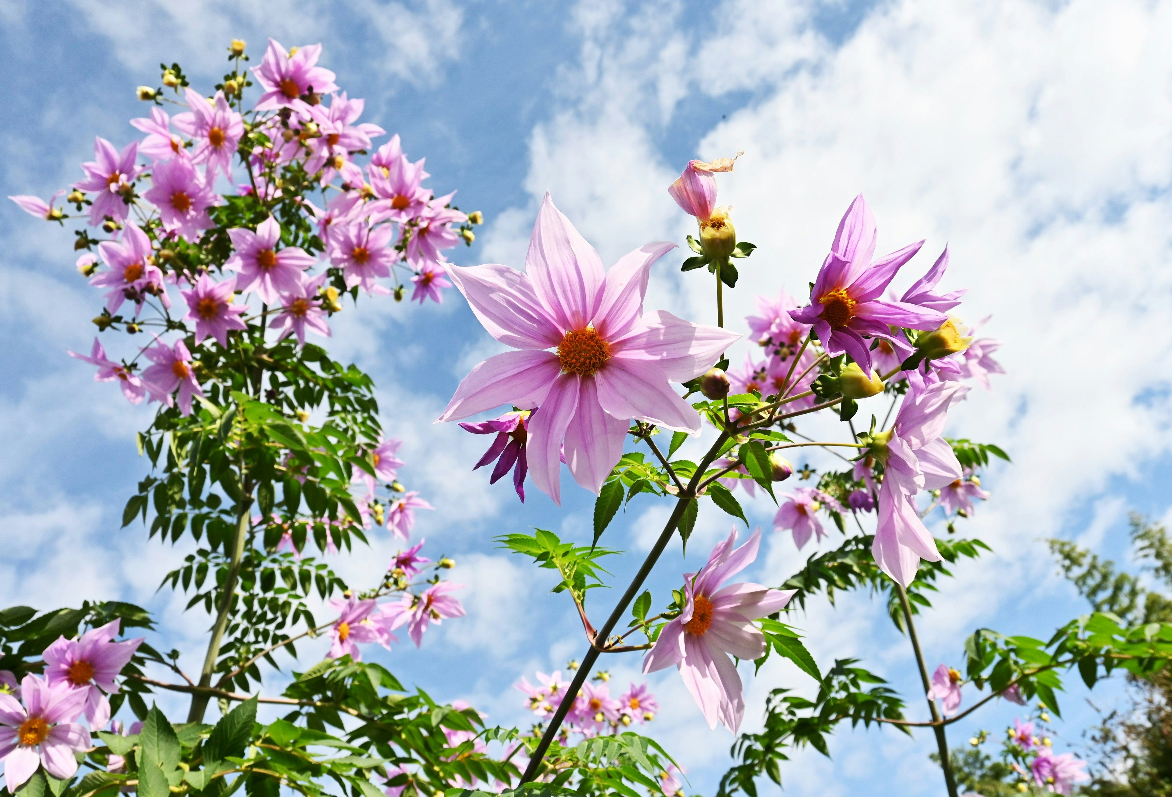 Una escena vibrante de flores rosas floreciendo bajo un cielo azul