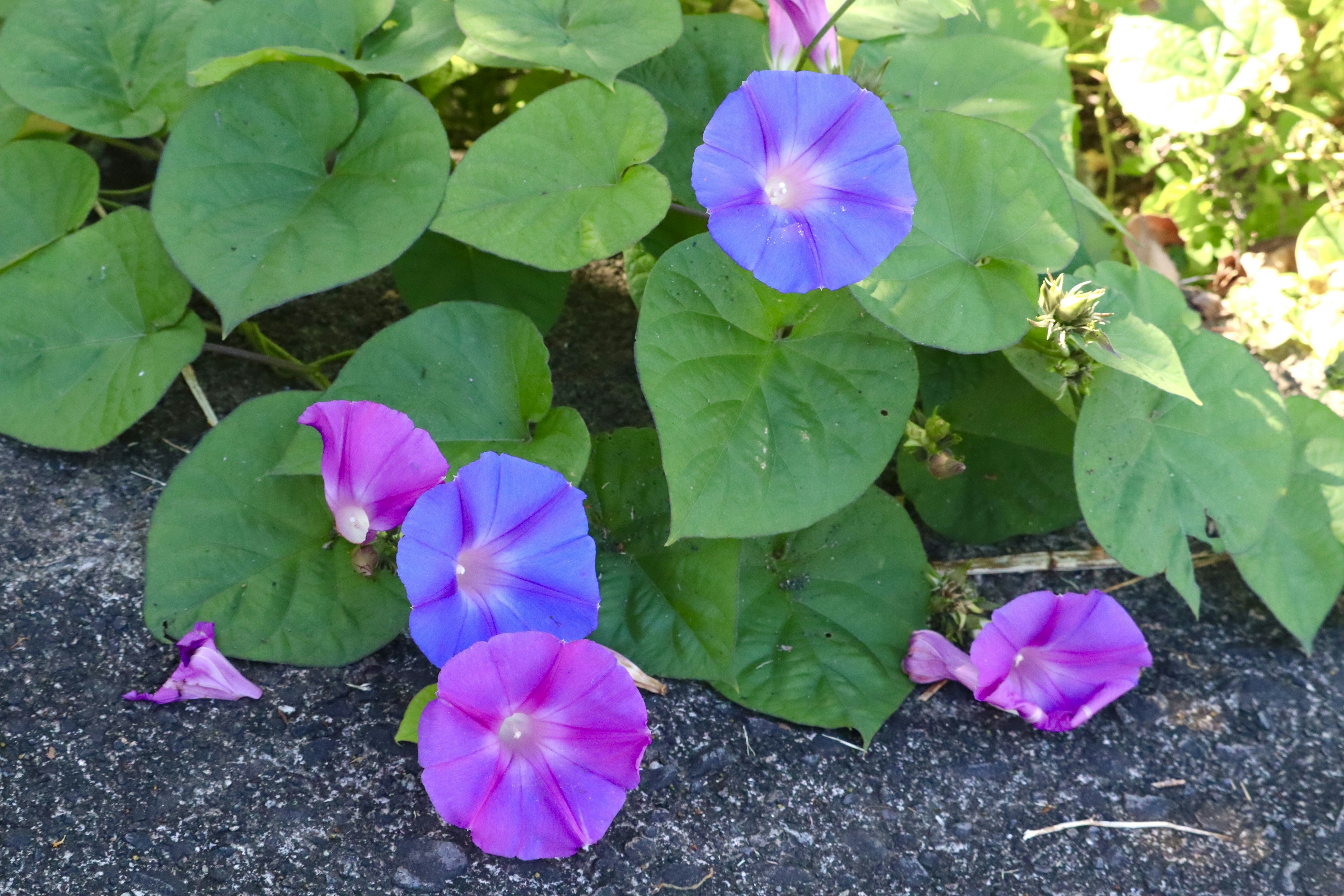 Purple and blue morning glory flowers among green leaves