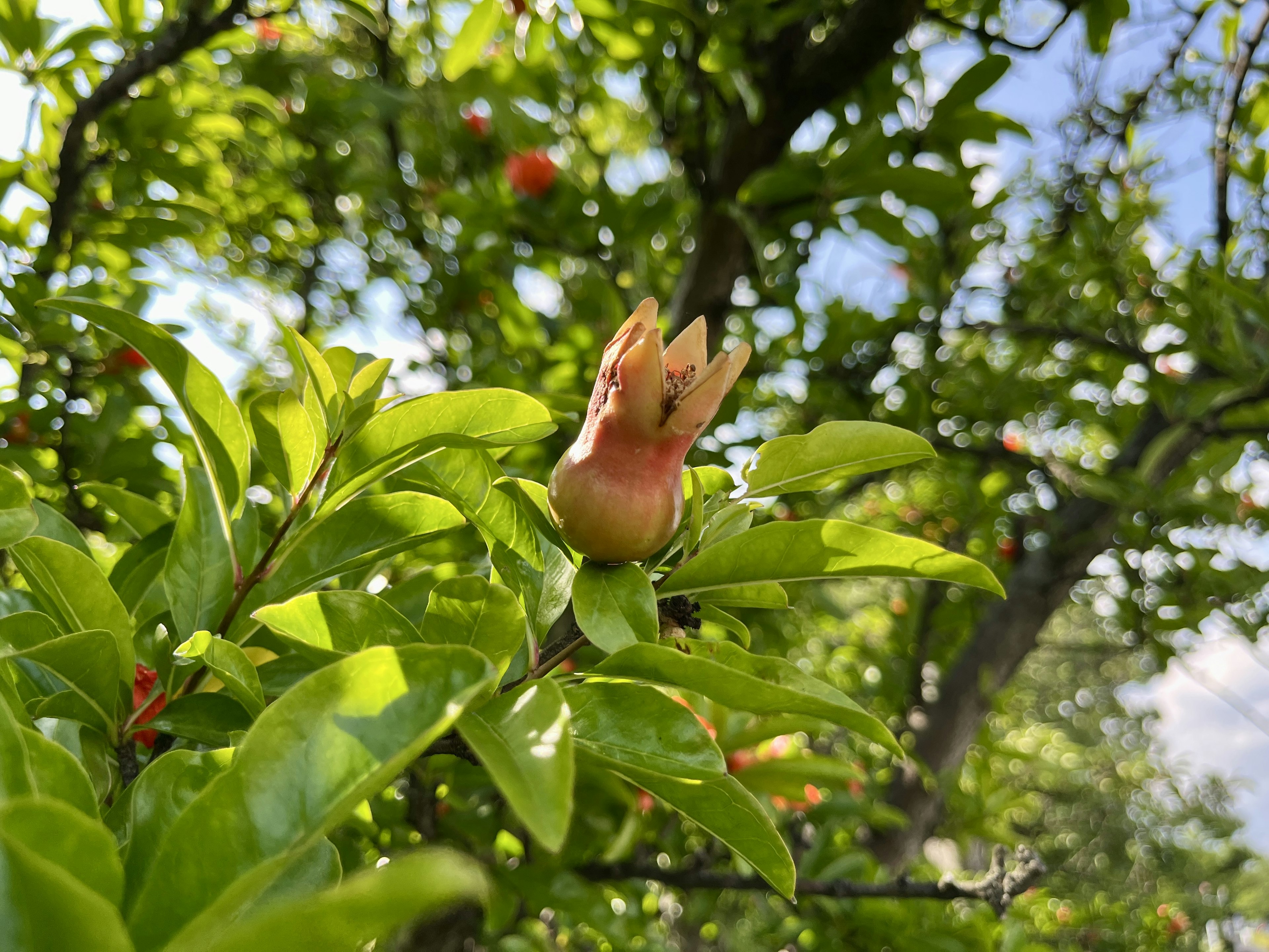 Eine Blütenknospe und rote Früchte, die zwischen grünen Blättern sichtbar sind