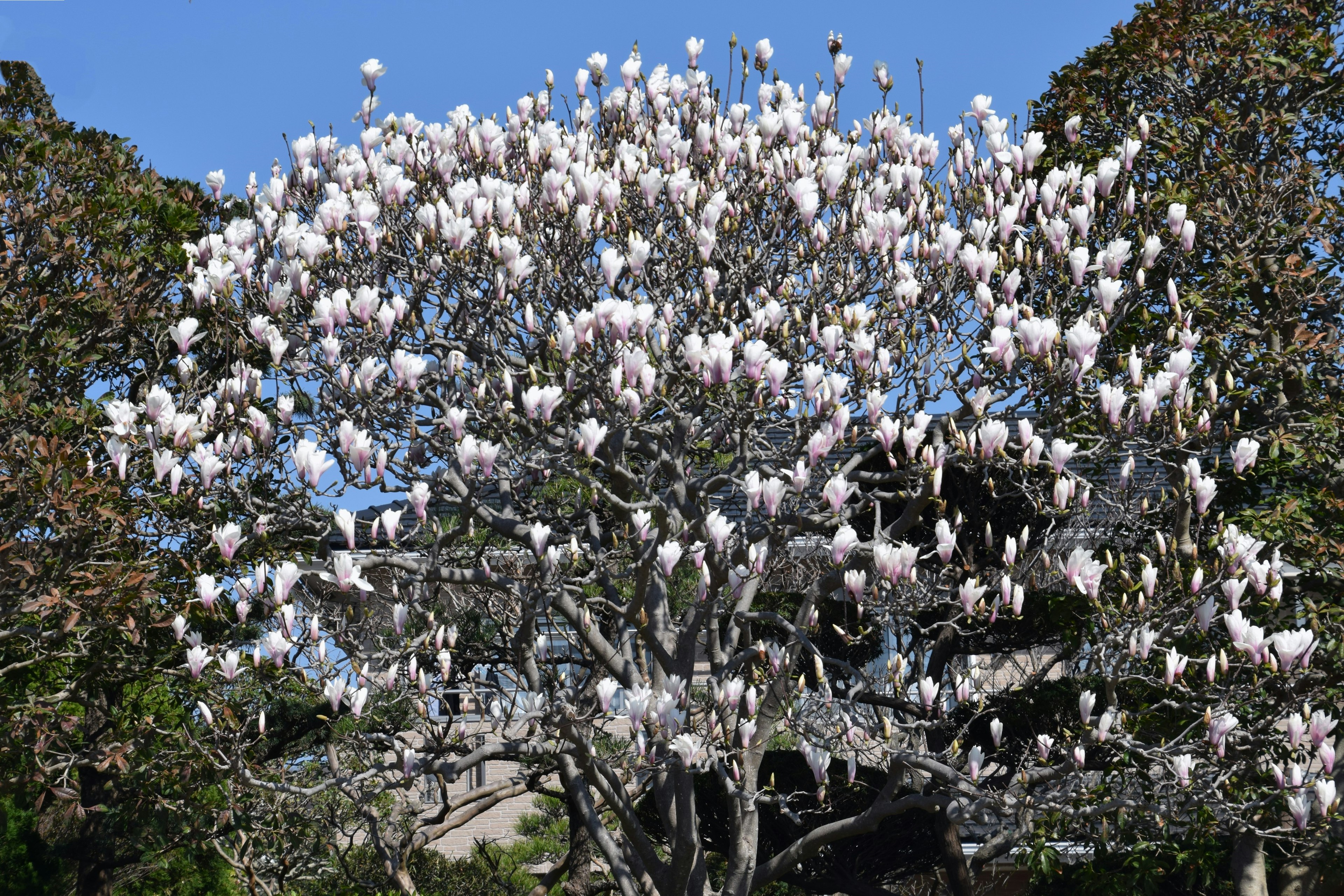 Pohon magnolia mekar penuh dengan bunga putih di latar belakang langit biru