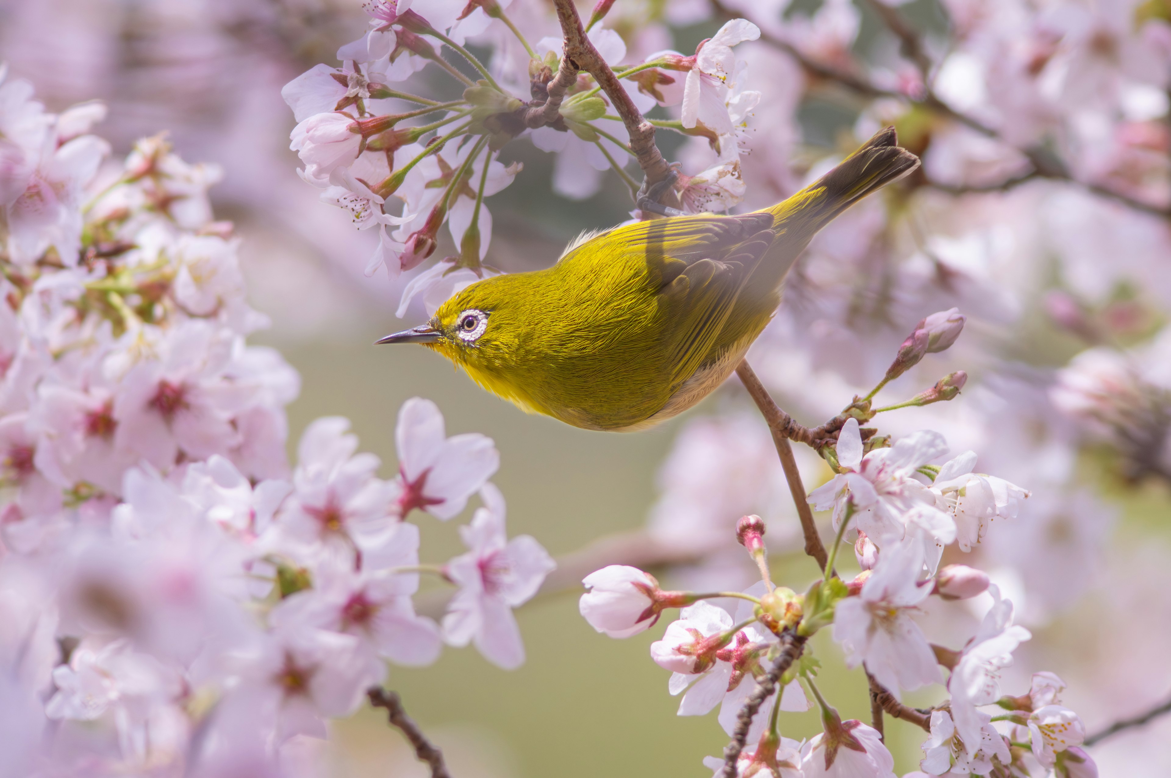 桜の花の間にいる黄色い小鳥