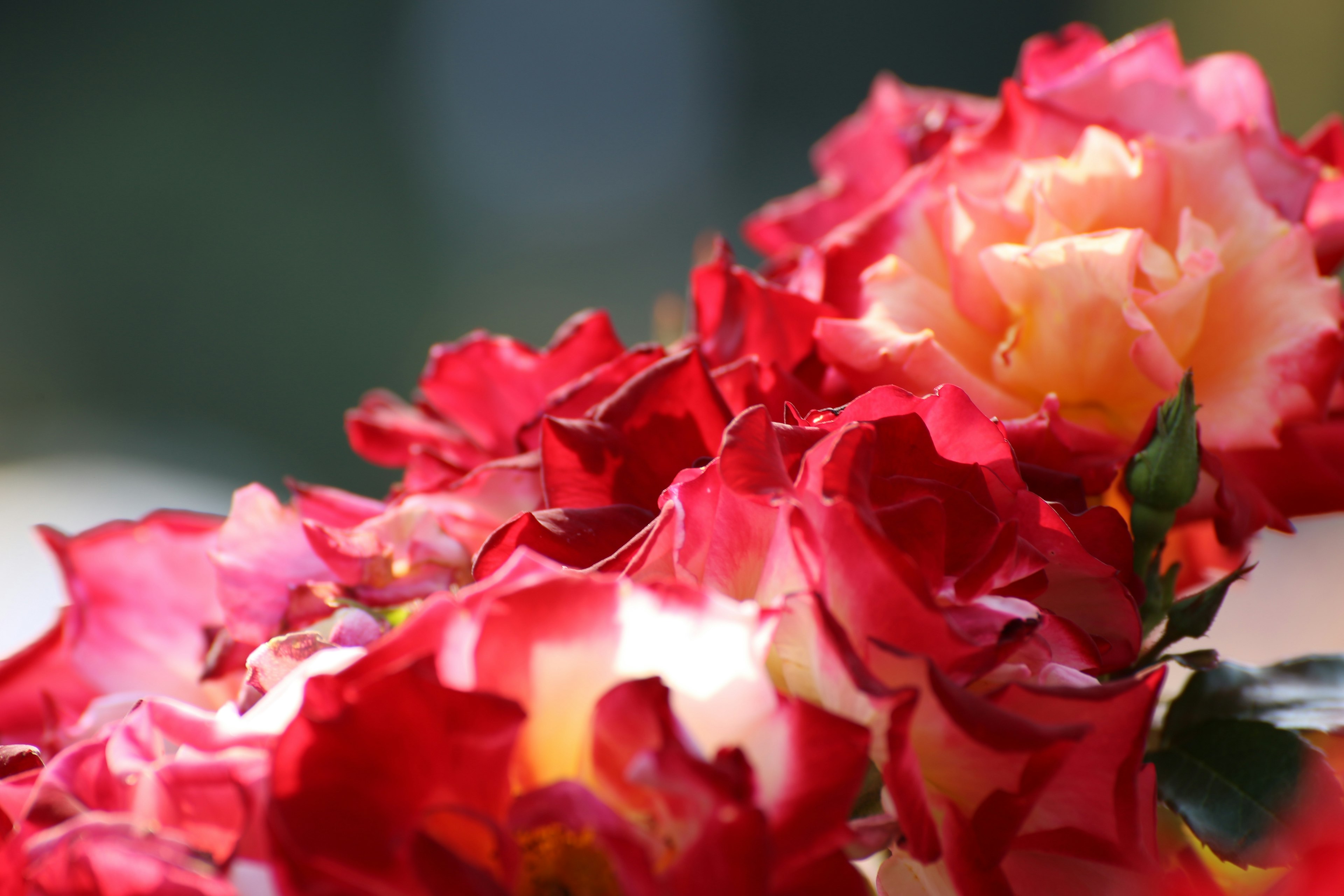 赤と黄色のバラの花束のクローズアップ