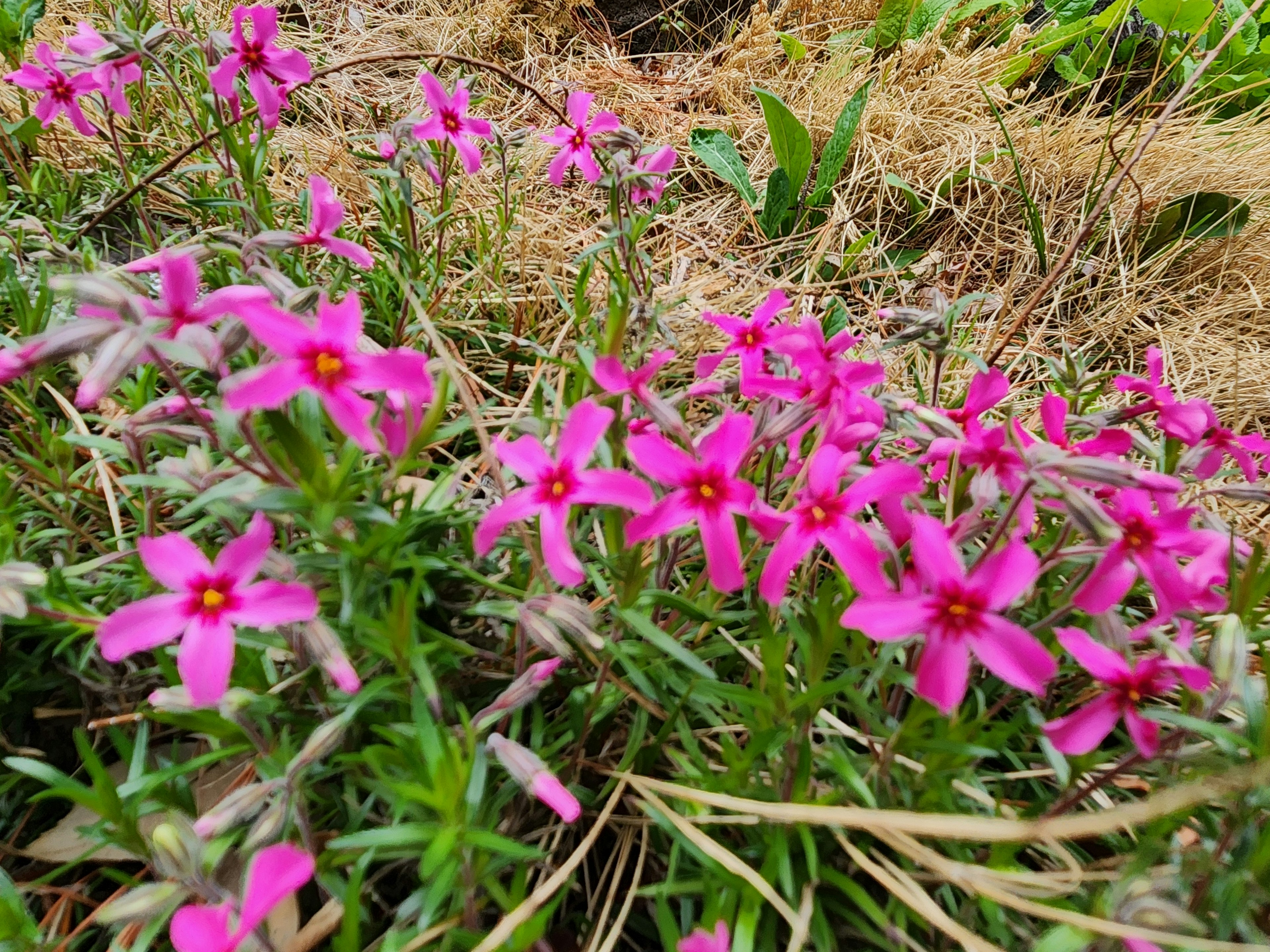 Bunga pink cerah mekar di area berumput