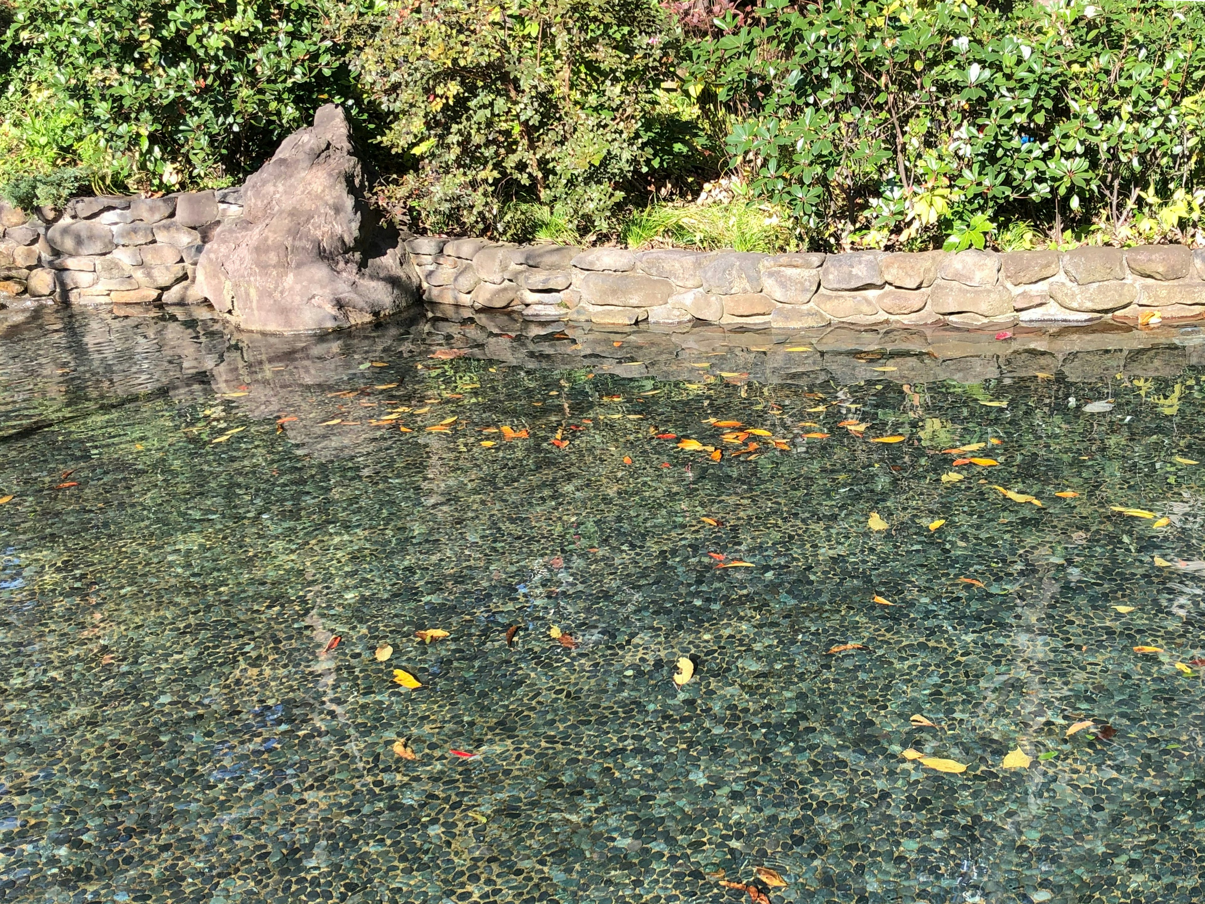 静かな池の水面に浮かぶ葉っぱと周囲の緑