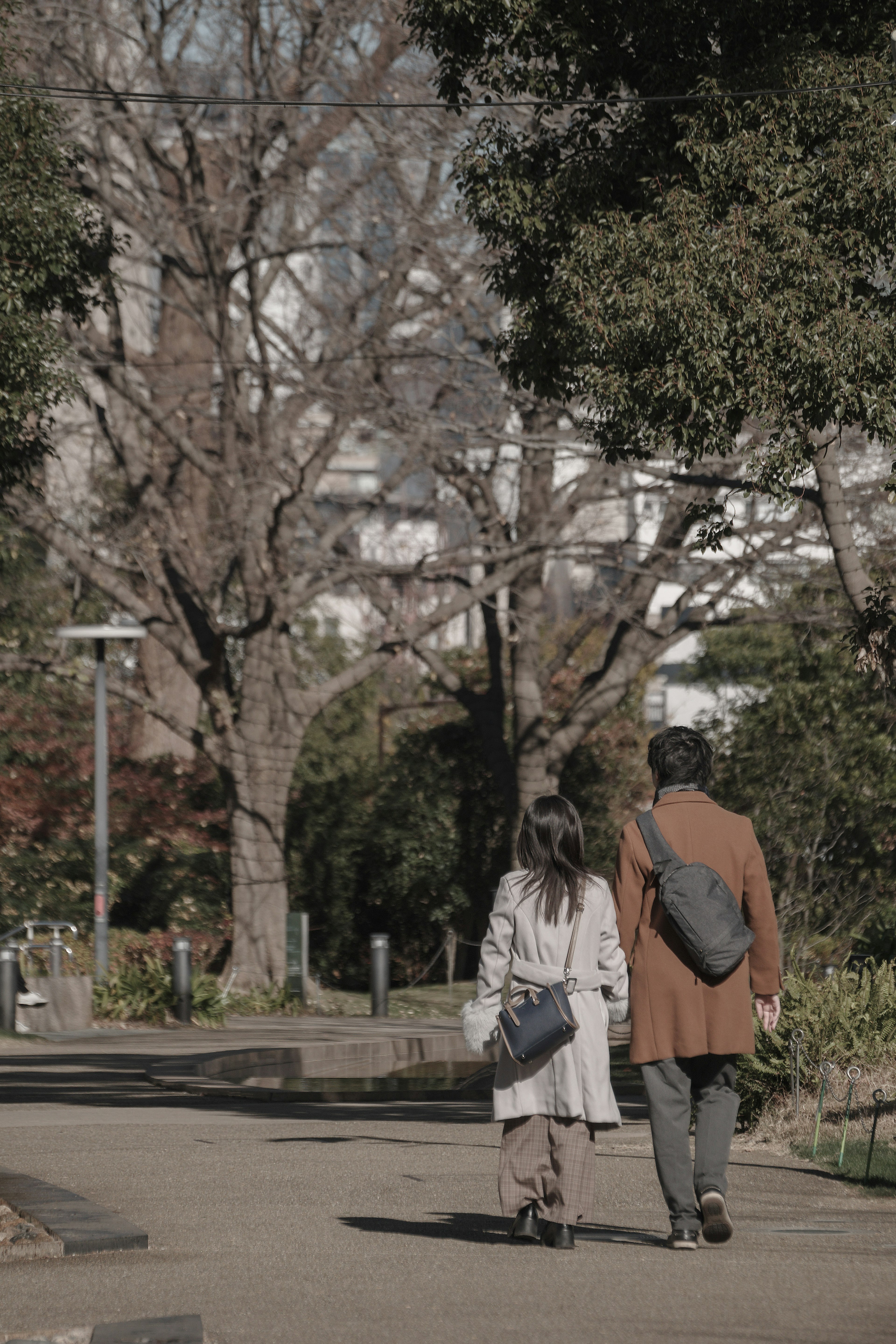 公園を散歩するカップルの後ろ姿 緑の木々と冬の景色