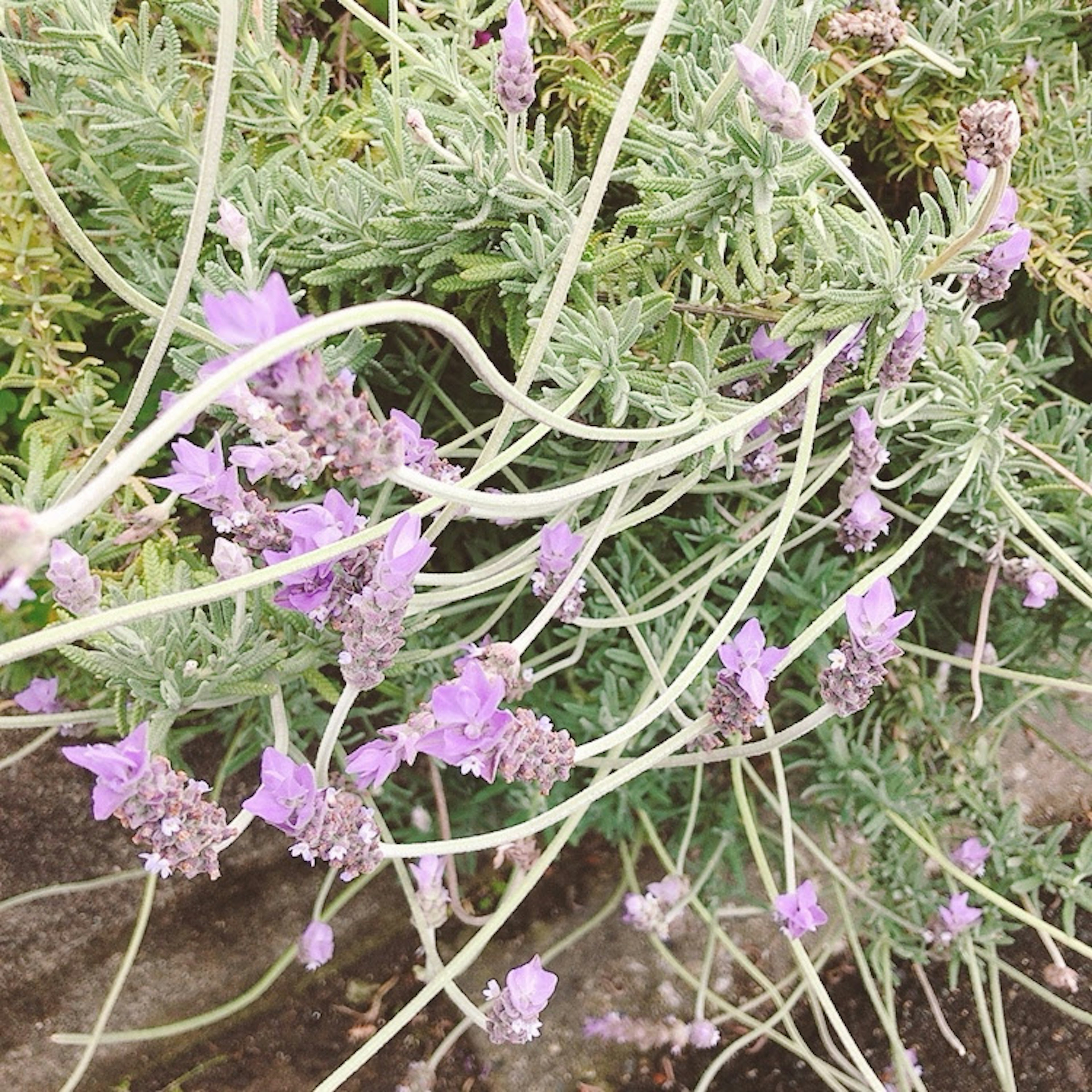 紫色の花が咲いているラベンダーの植物のクローズアップ