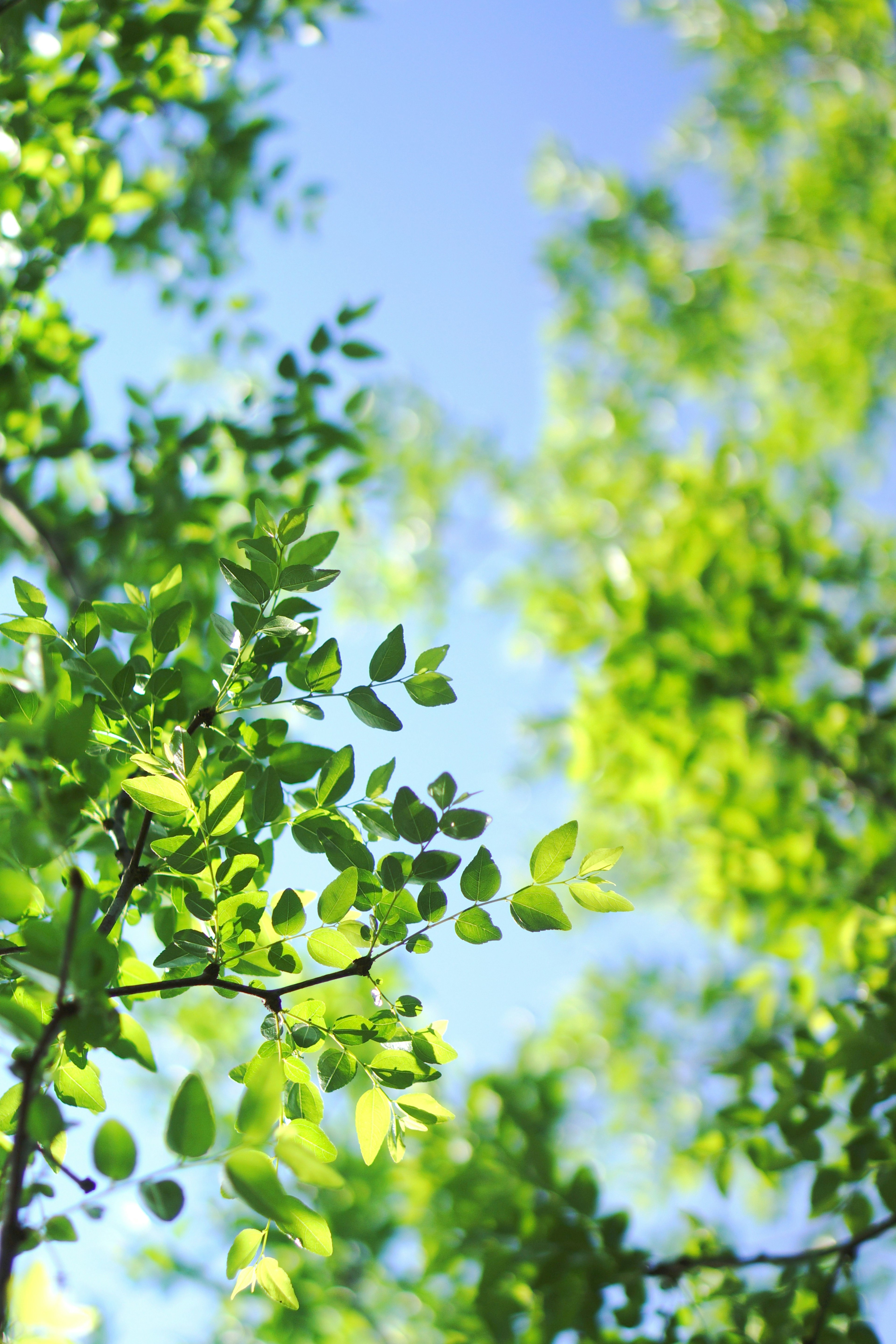 Close-up of green leaves against a blue sky