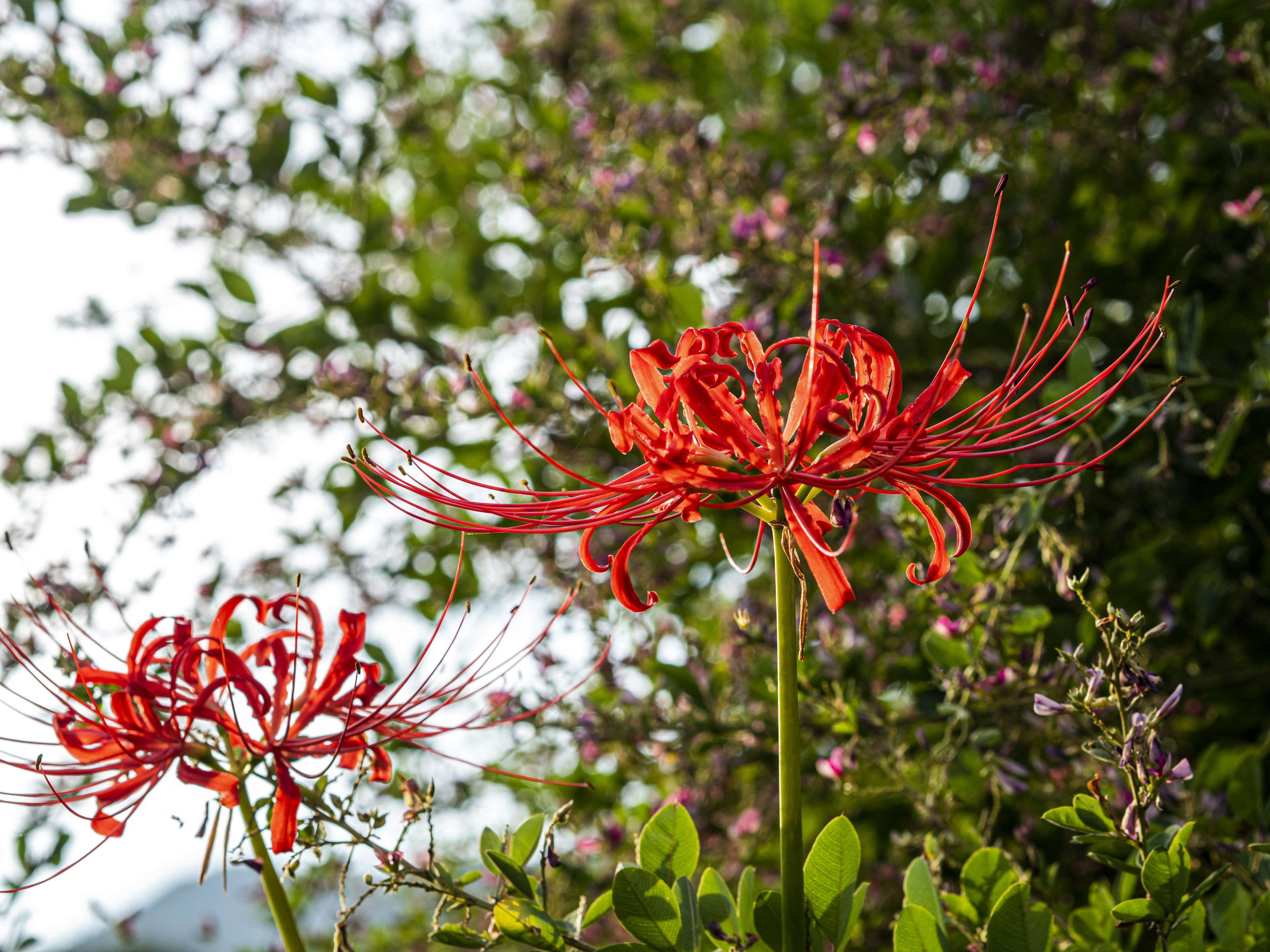 Two vibrant red spider lilies in a lush green setting