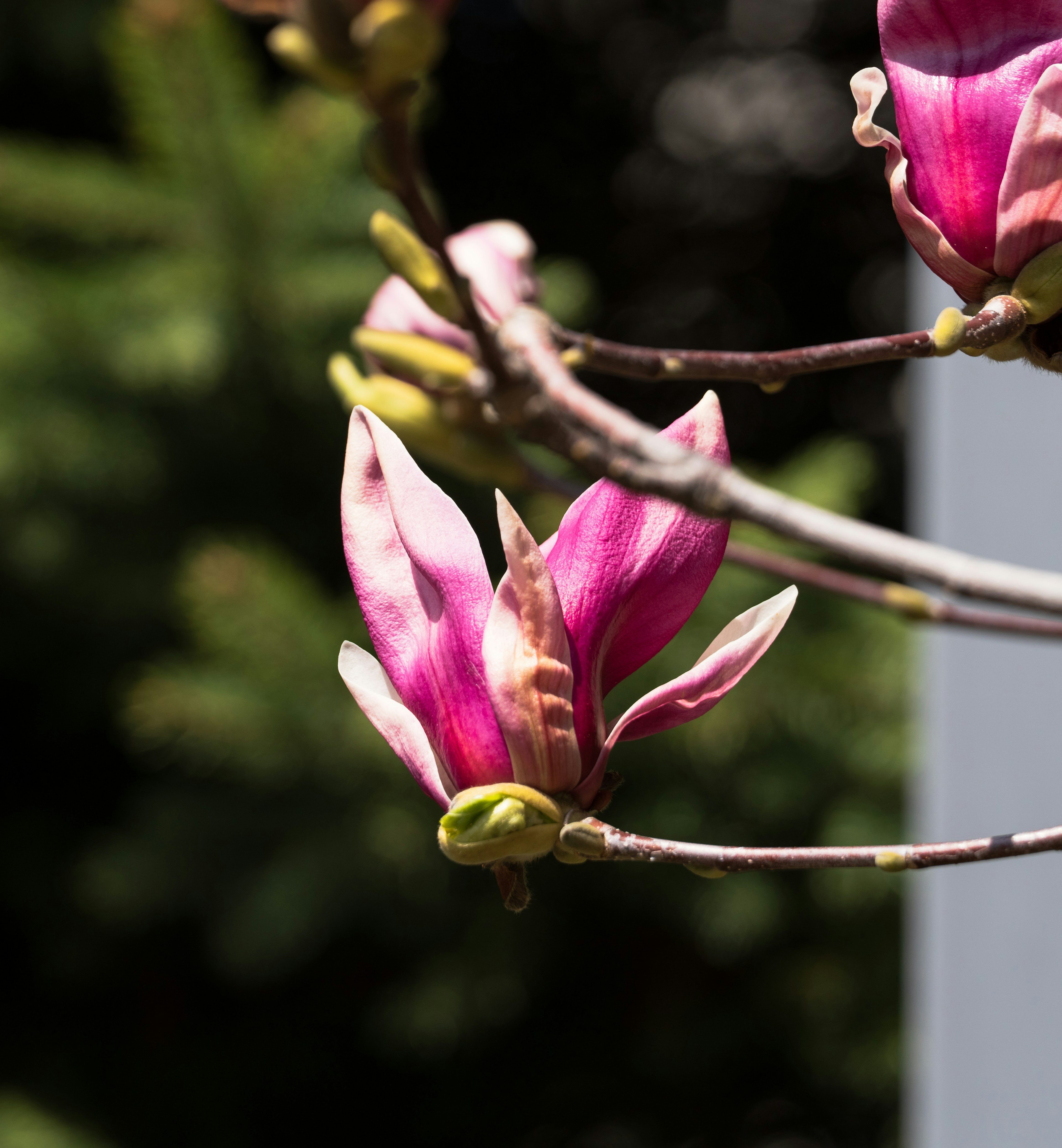 Fiori di magnolia rosa vivaci che sbocciano sui rami