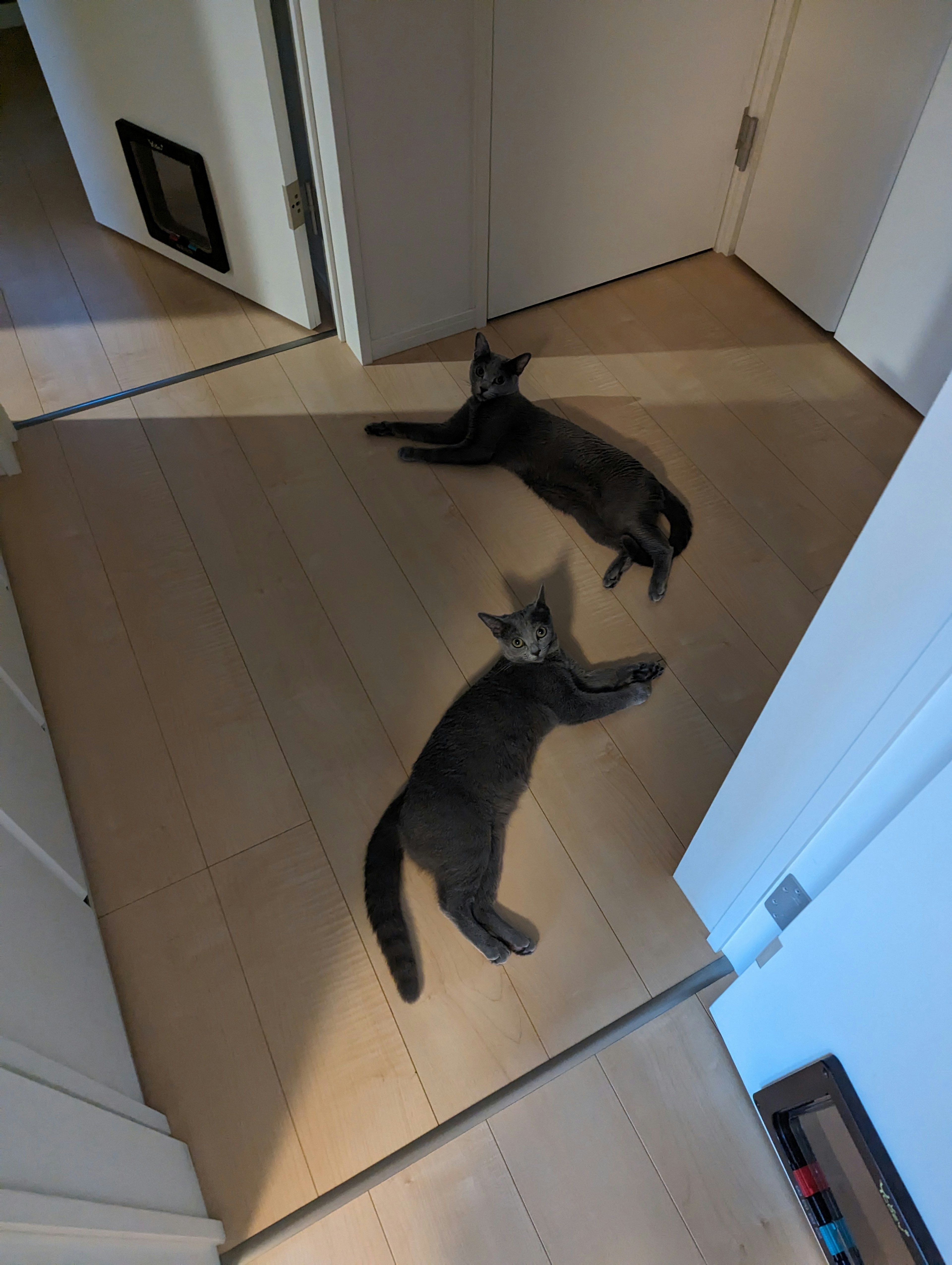 Deux chats gris se prélassant dans un couloir