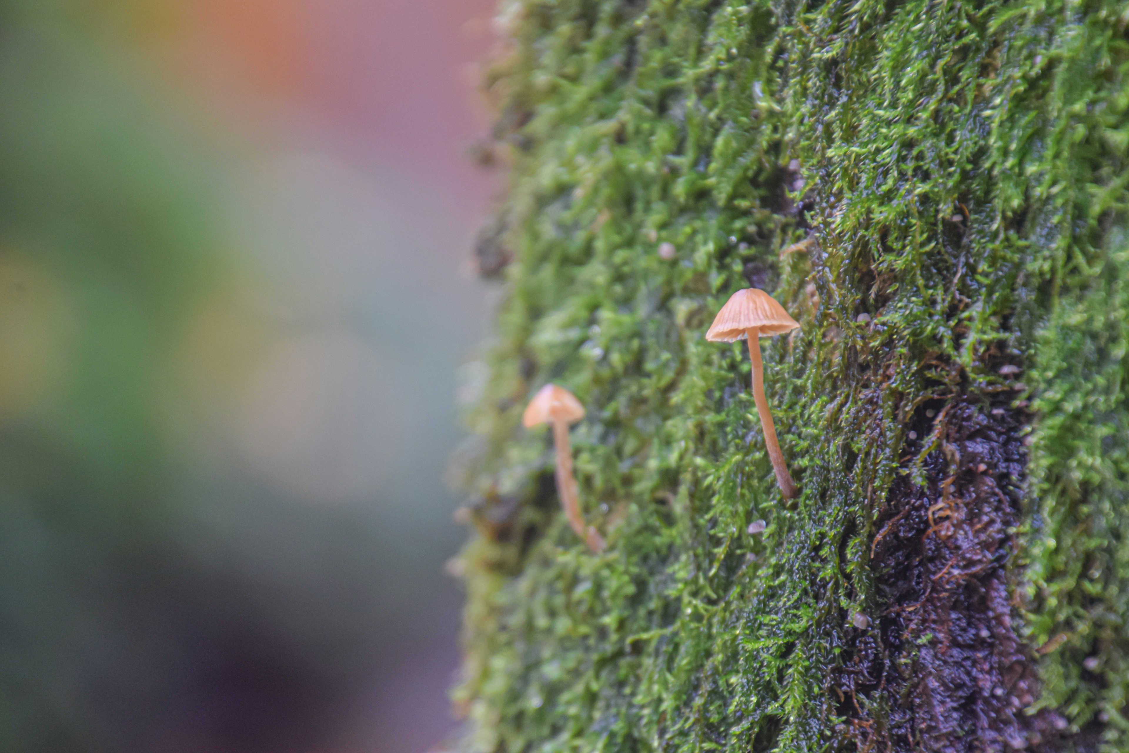 Cluster of small mushrooms growing on green moss