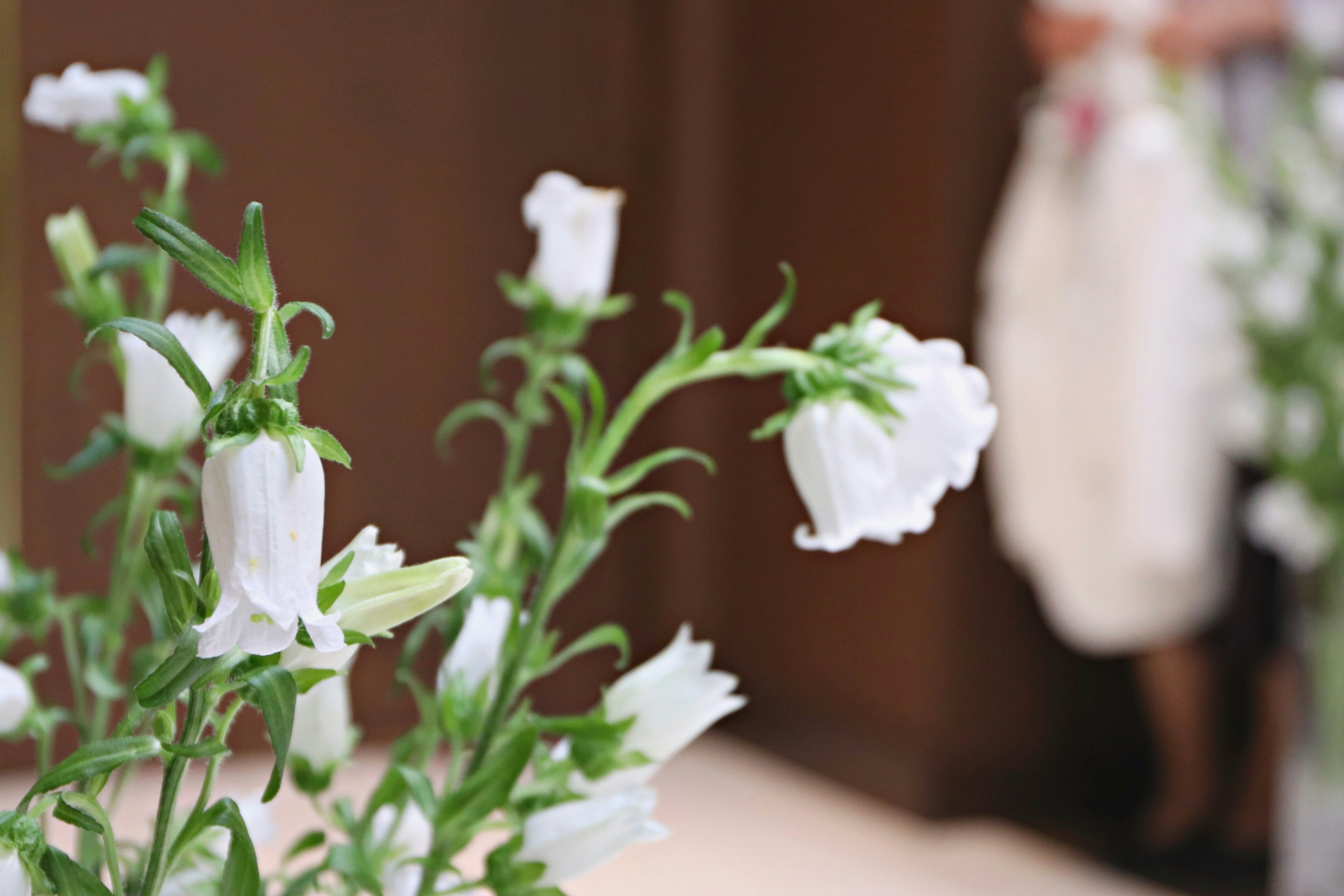 Nahaufnahme von weißen Blumen mit einer verschwommenen Figur im Hintergrund