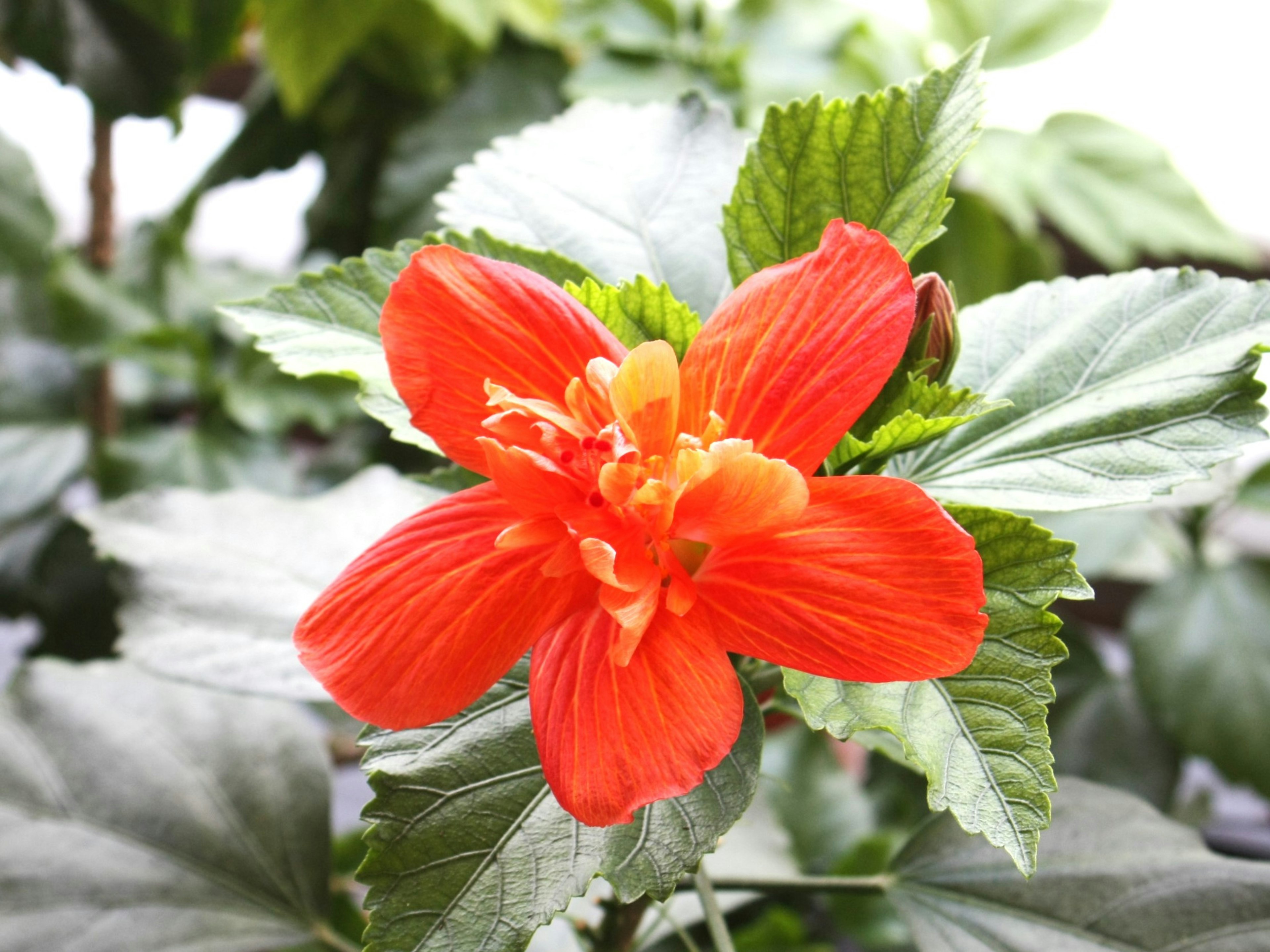 Fleur orange vif entourée de feuilles vertes