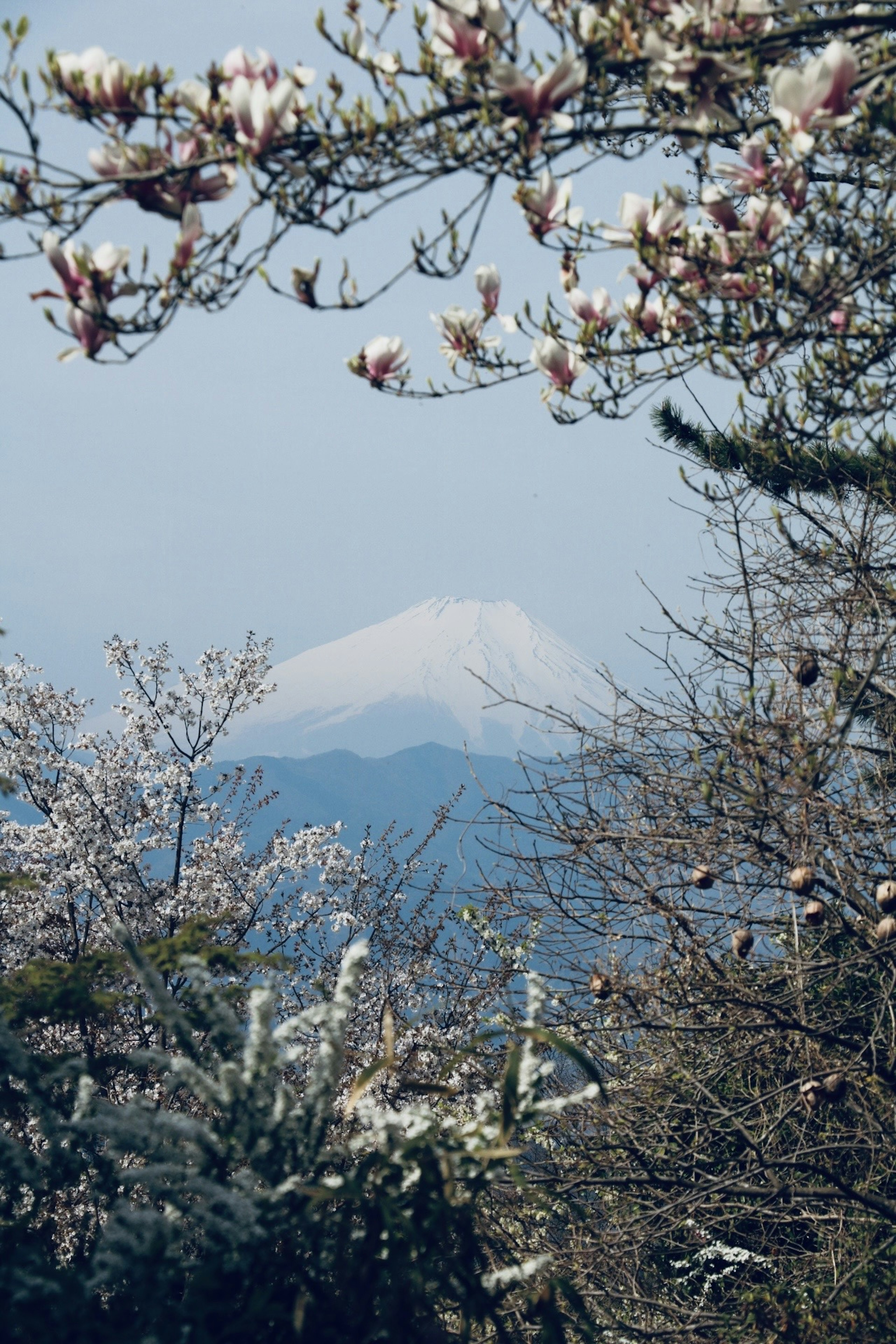 桜の花が咲く木々の間から見える富士山の美しい景色