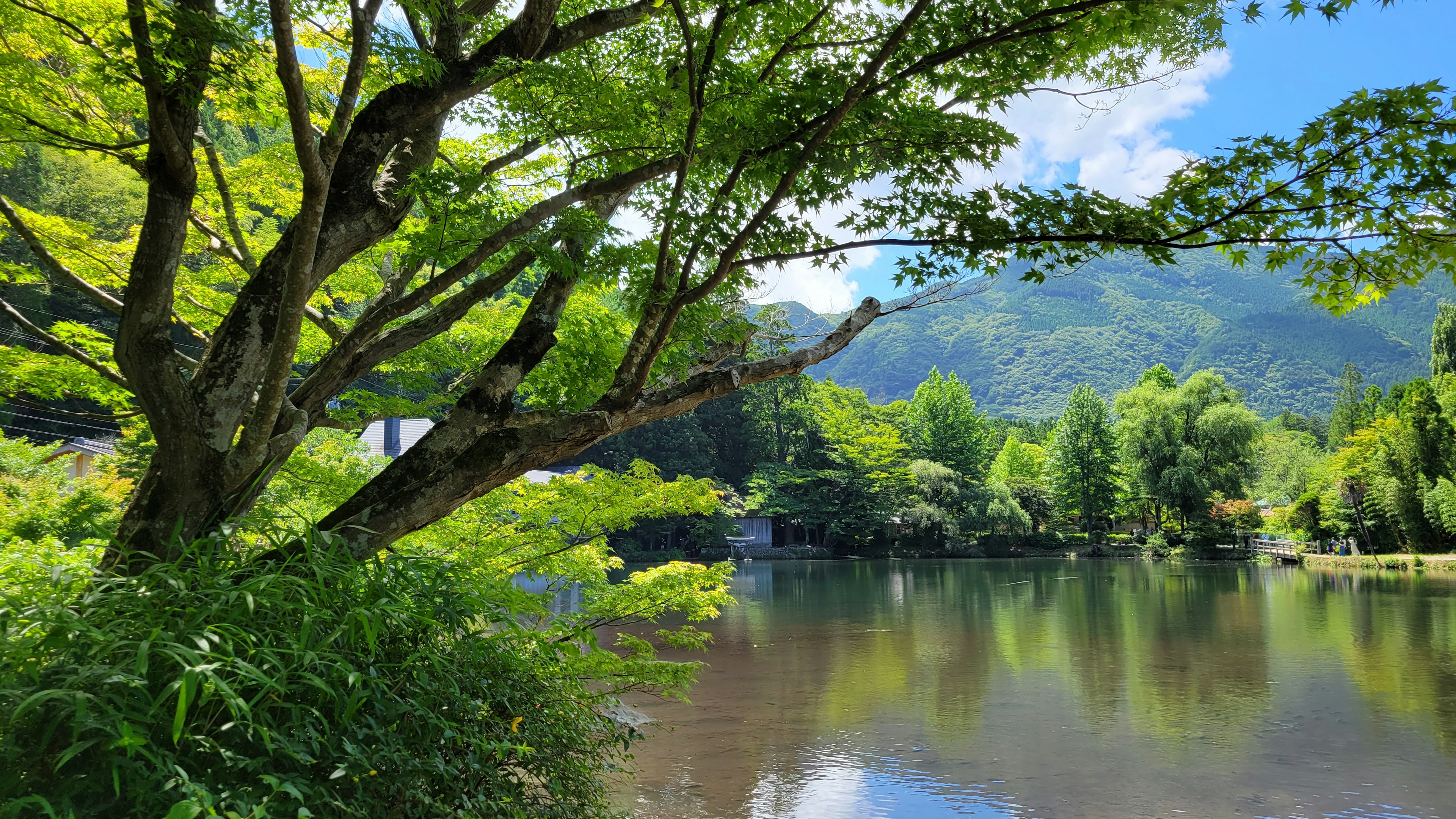 Lush greenery surrounding a tranquil lake with blue sky and mountains in the background