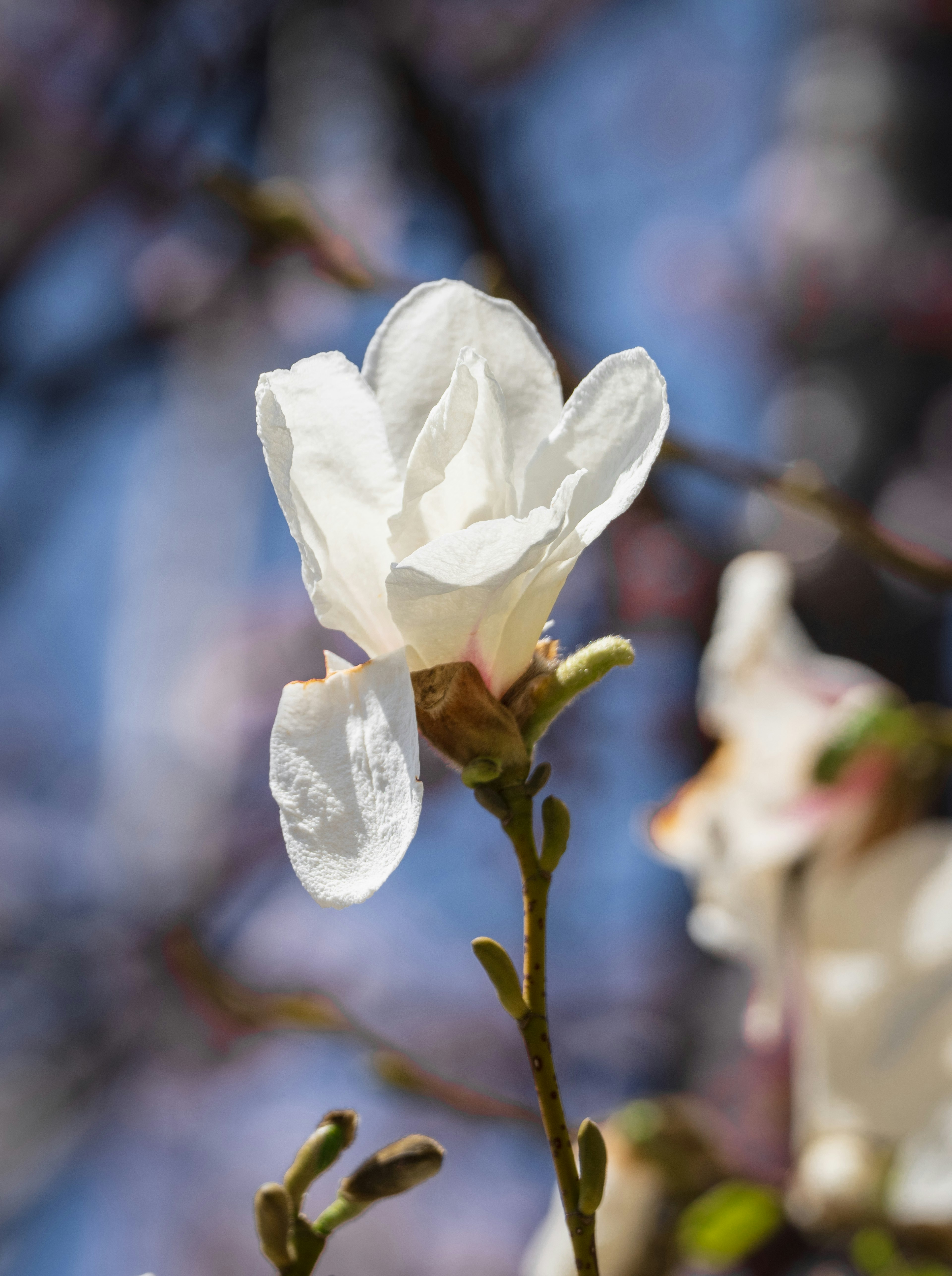 Un fiore bianco che sboccia su uno sfondo blu