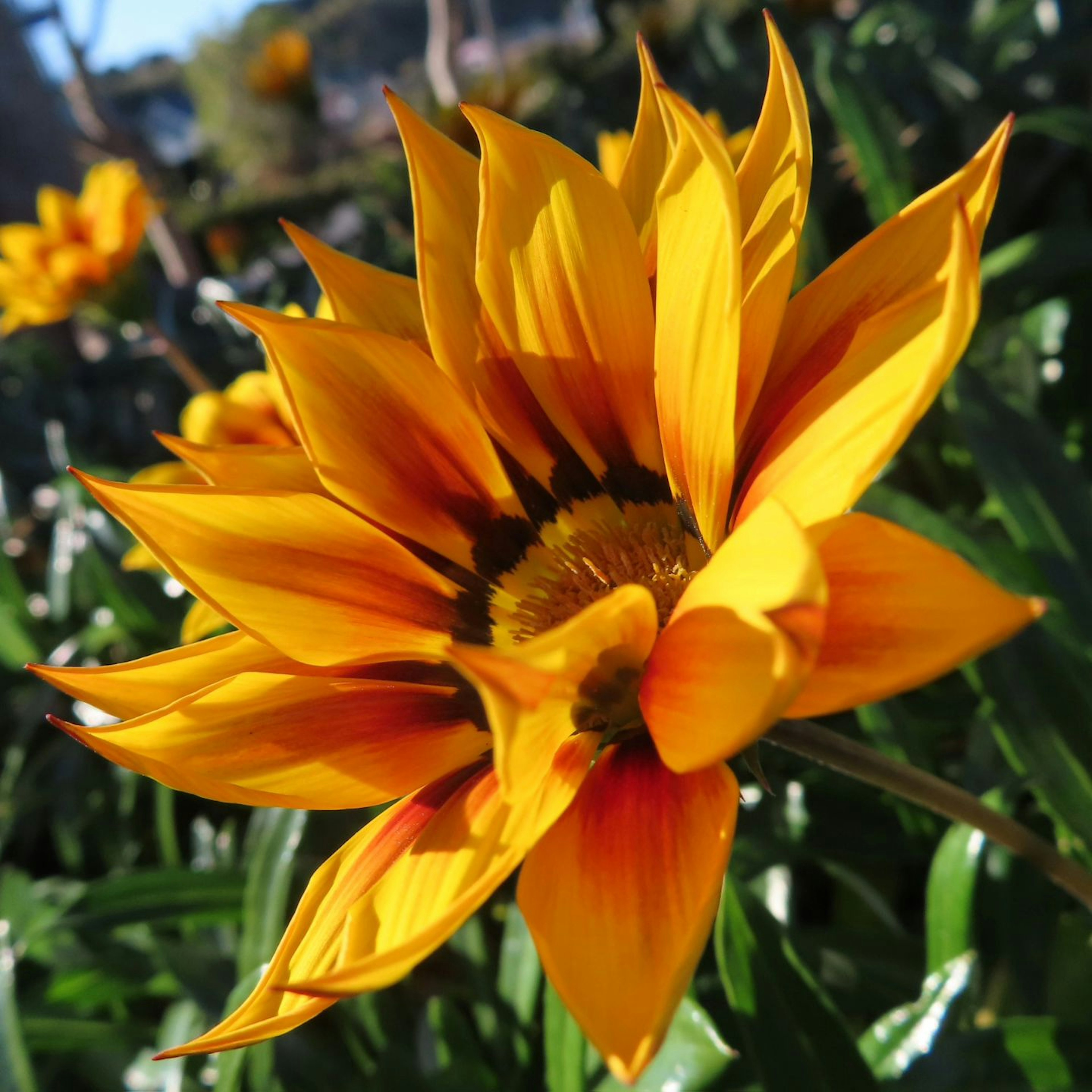 Eine lebendige orange Blume in voller Blüte