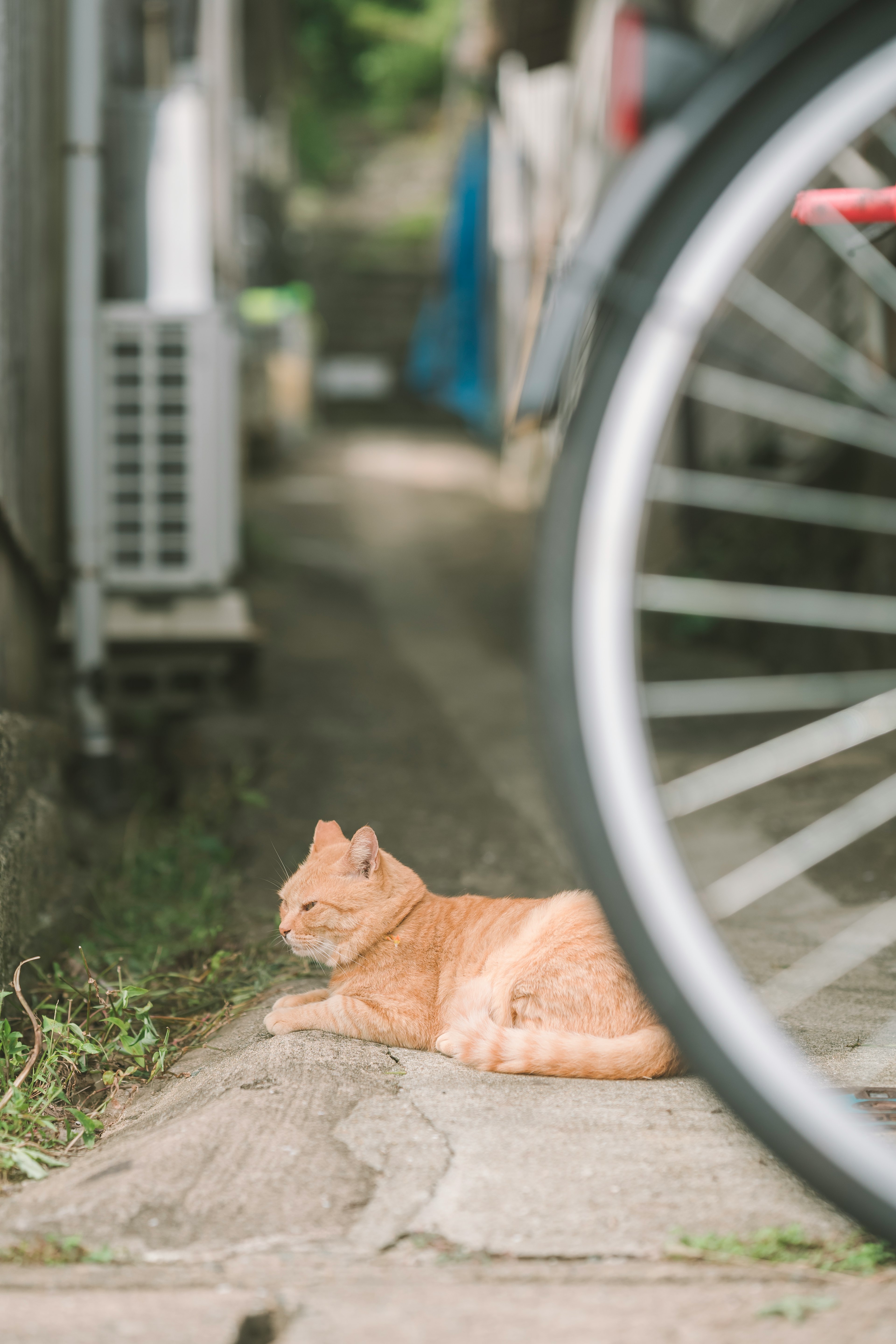 Eine orangefarbene Katze, die sich neben einem Fahrrad auf einem Weg ausruht