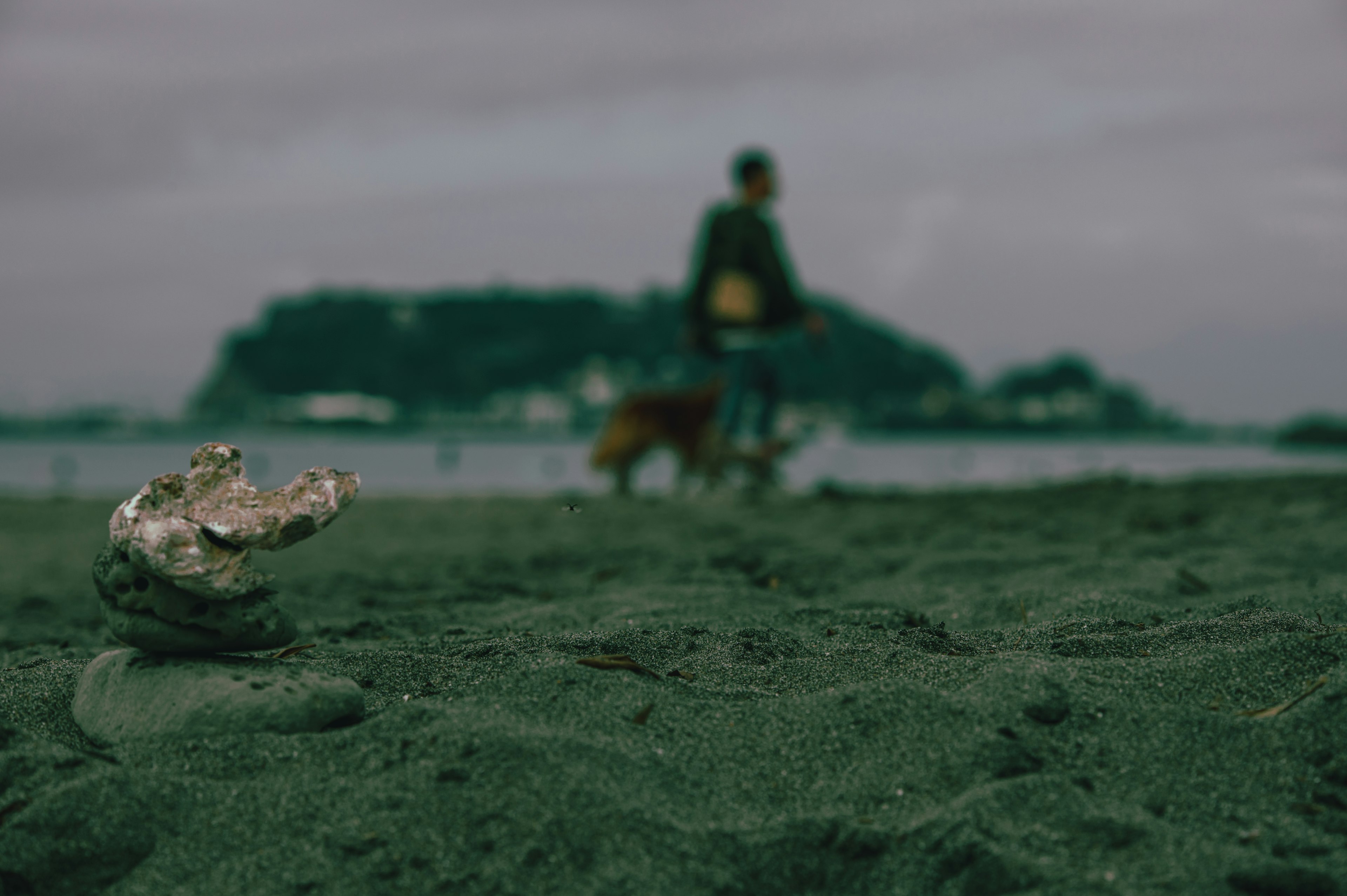 Una persona paseando un perro en la playa con una concha plateada en primer plano