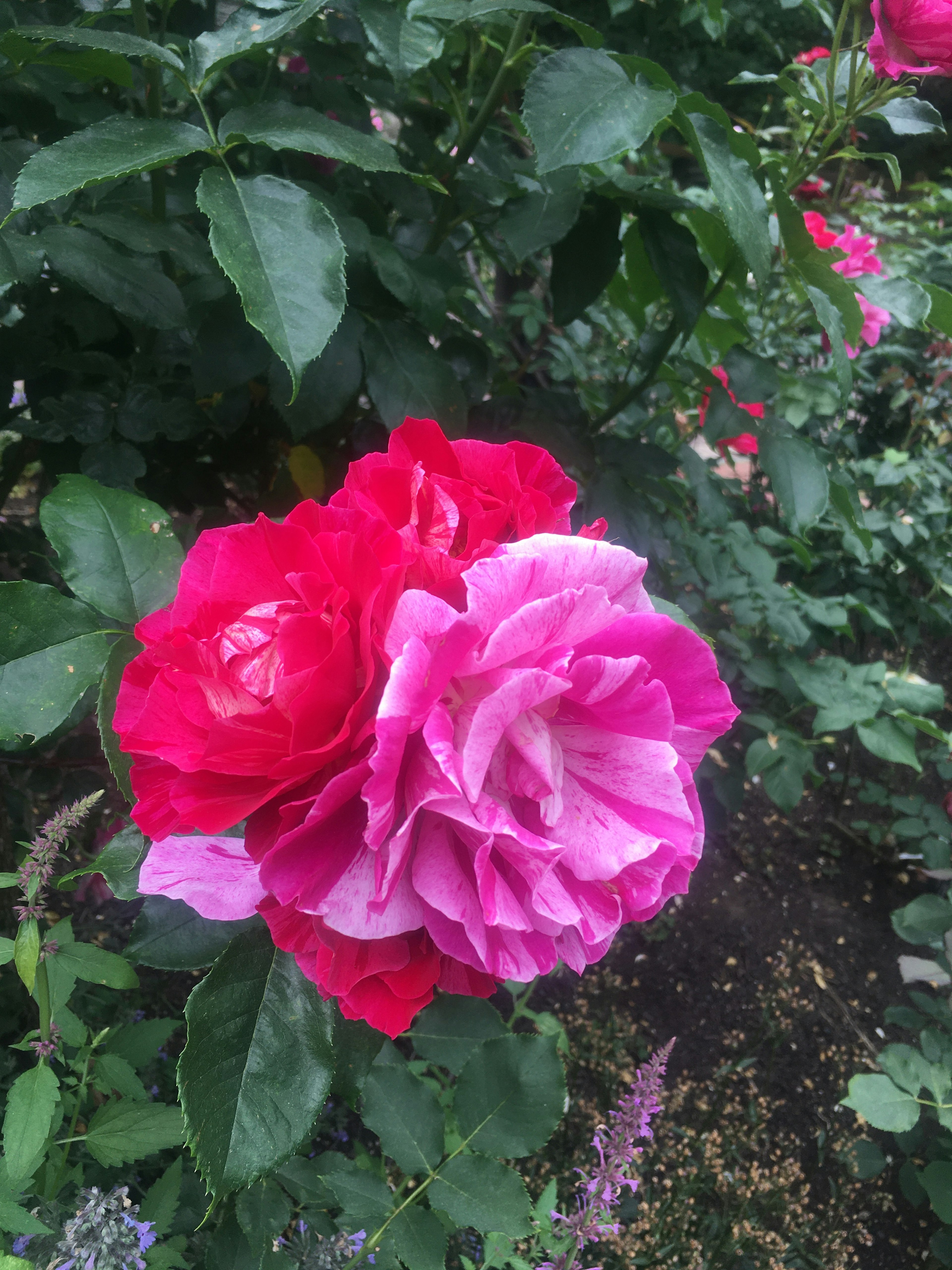 赤とピンクのバラの花が咲いている庭の一部