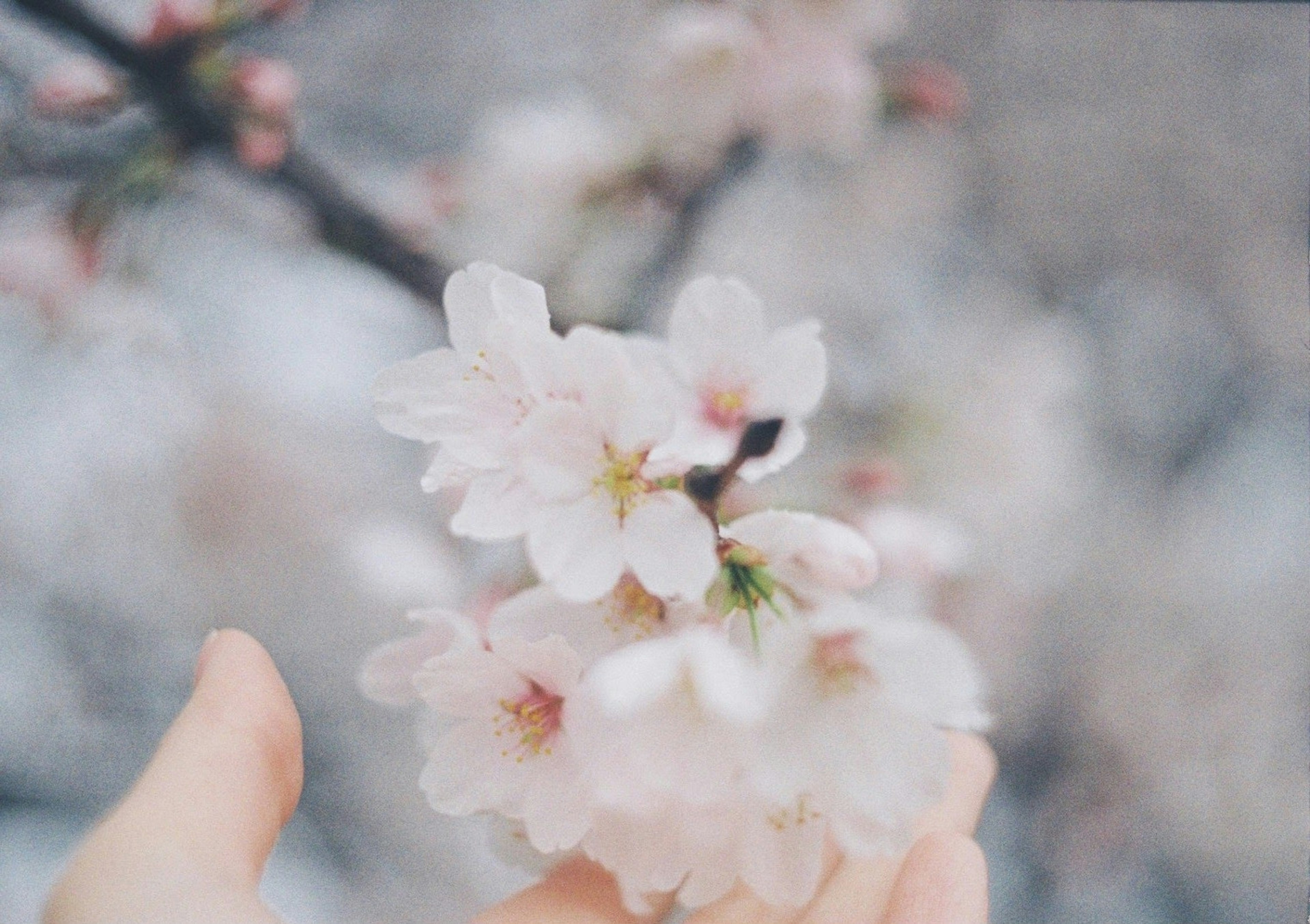 Close-up of a hand holding pink cherry blossoms