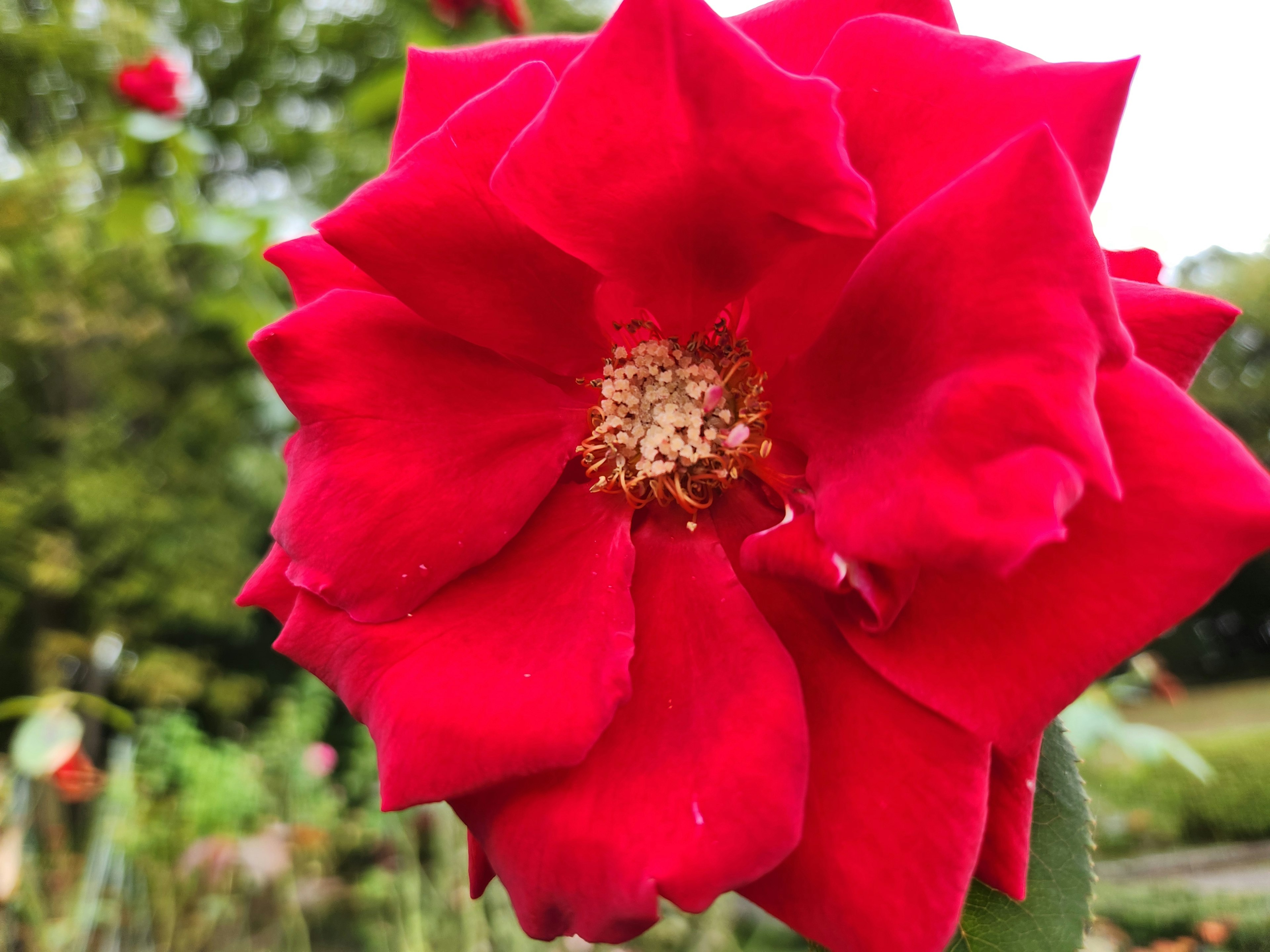 Fleur de rose rouge éclatante en pleine floraison