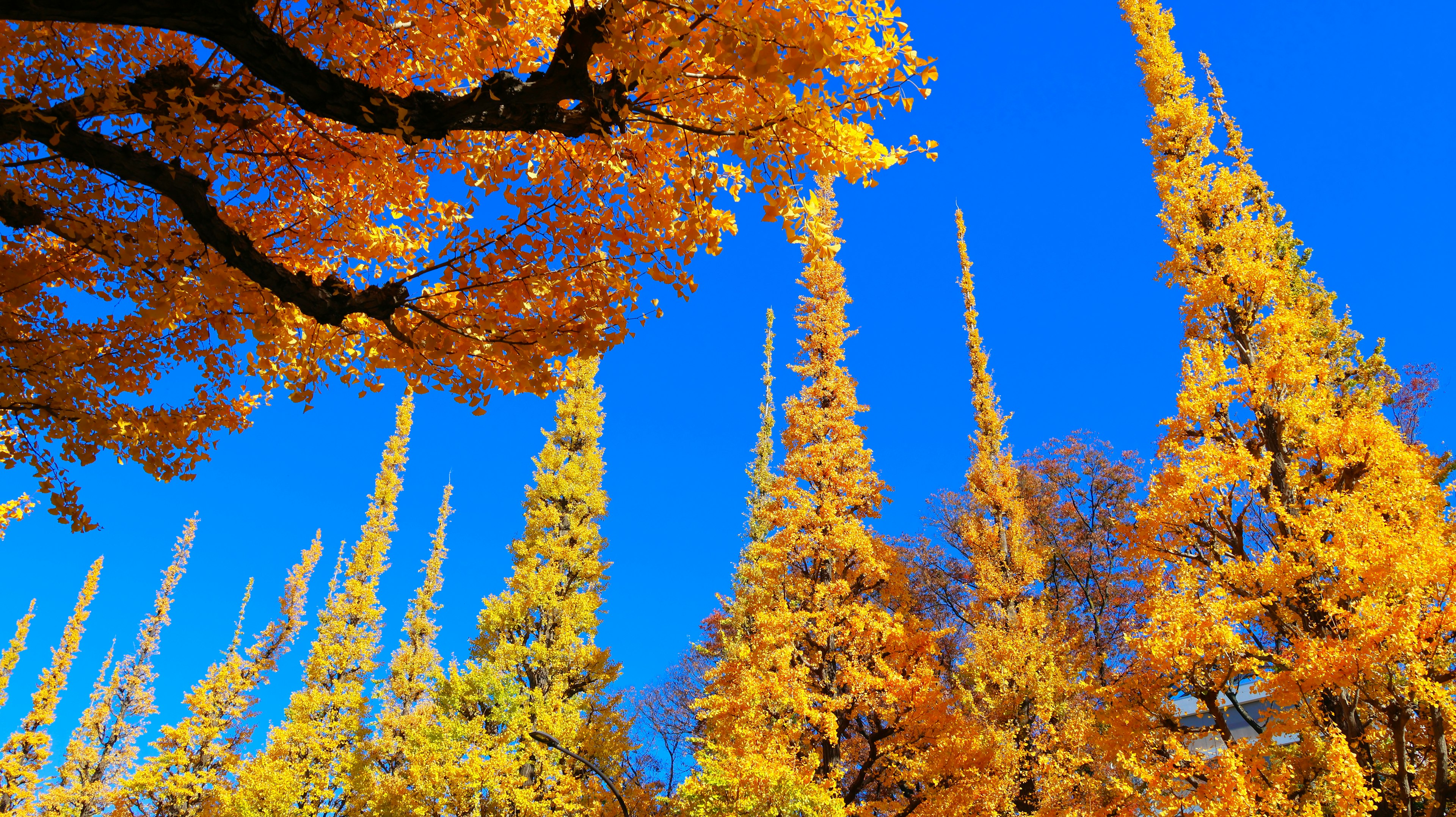 Una scena vivace di alberi con foglie gialle sotto un cielo blu chiaro