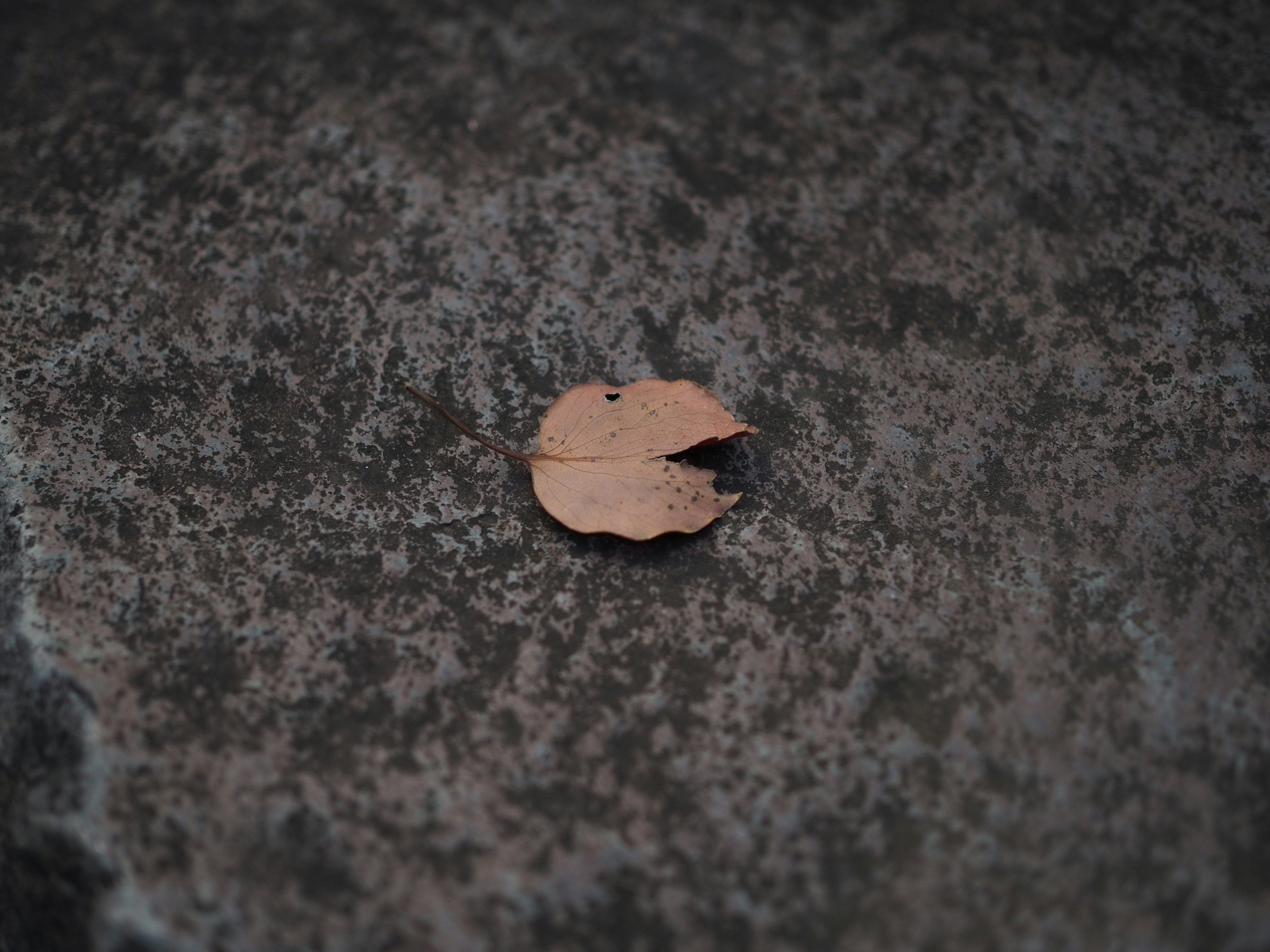 Une petite feuille brune reposant sur une surface métallique texturée