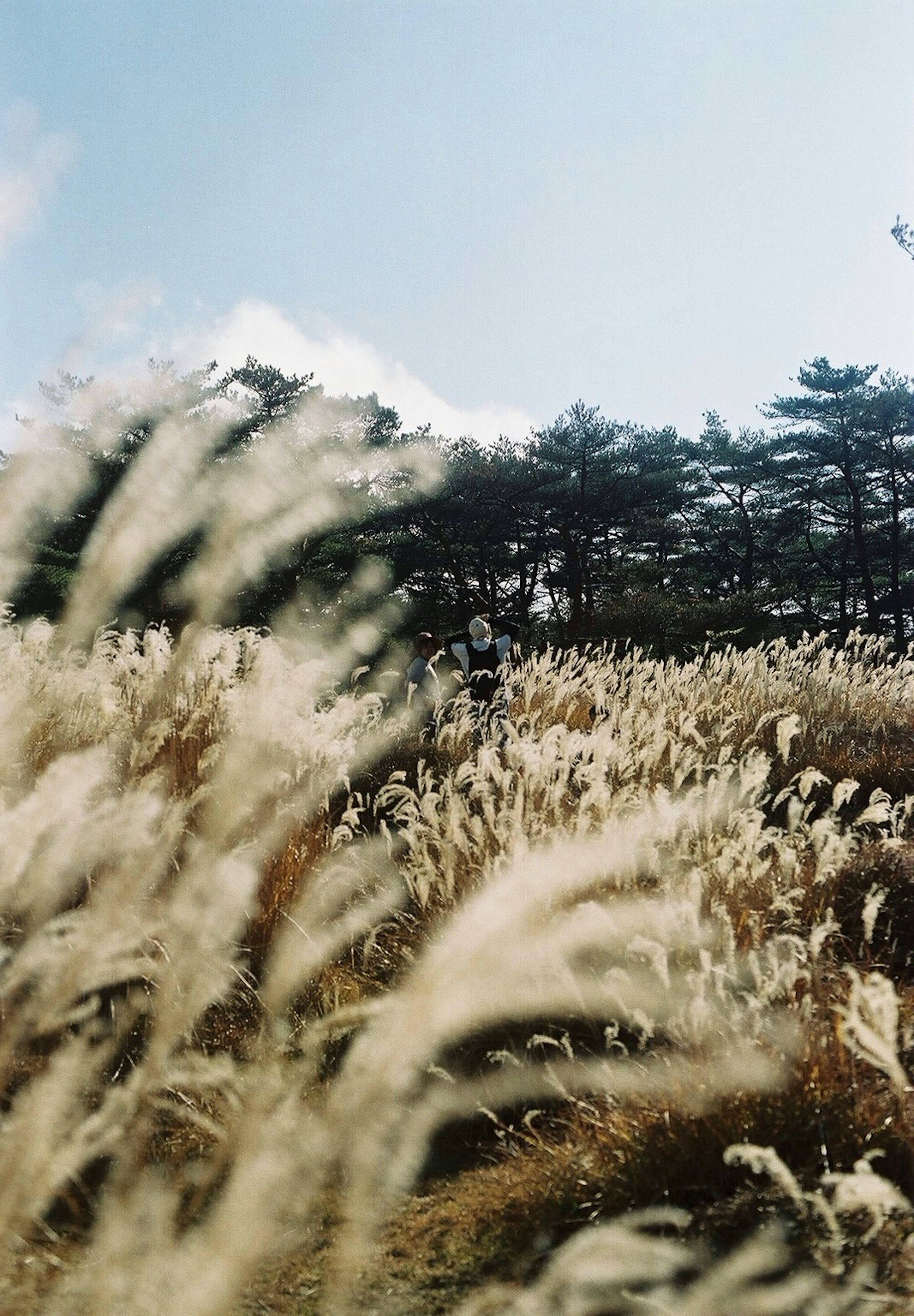 Pemandangan rumput pampas yang melambai di bawah langit biru dengan pohon-pohon